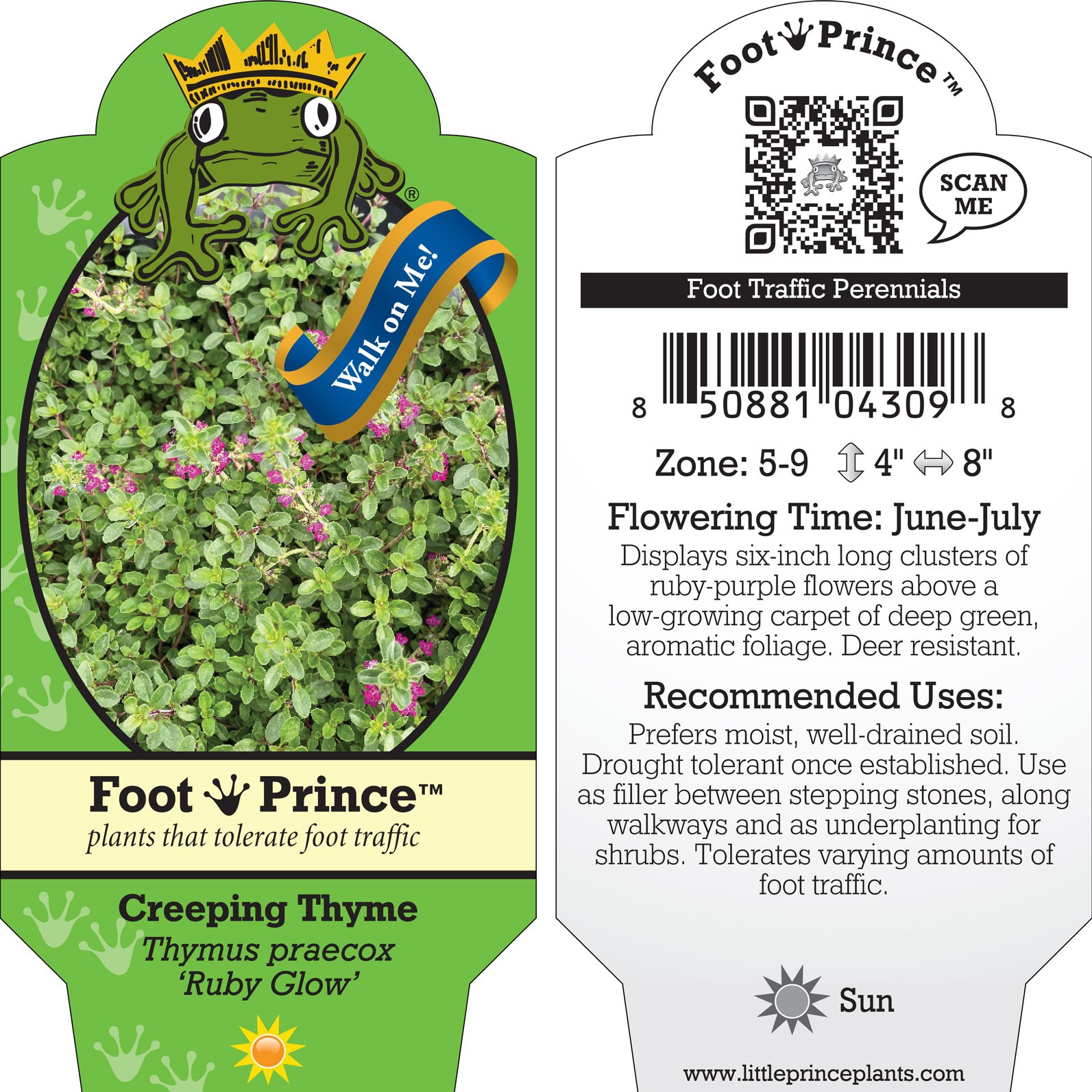Thymus praecox 'Ruby Glow' - Creeping Thyme