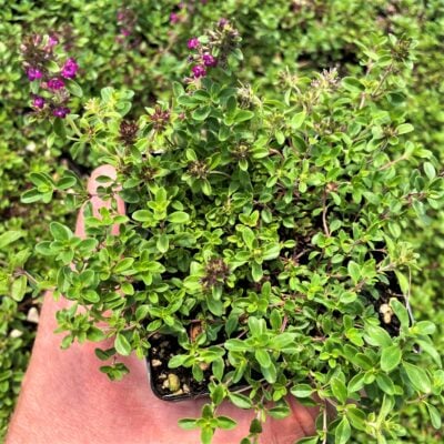 Thymus praecox 'Ruby Glow' - Ruby Glow Creeping Thyme (3.5" Pot)