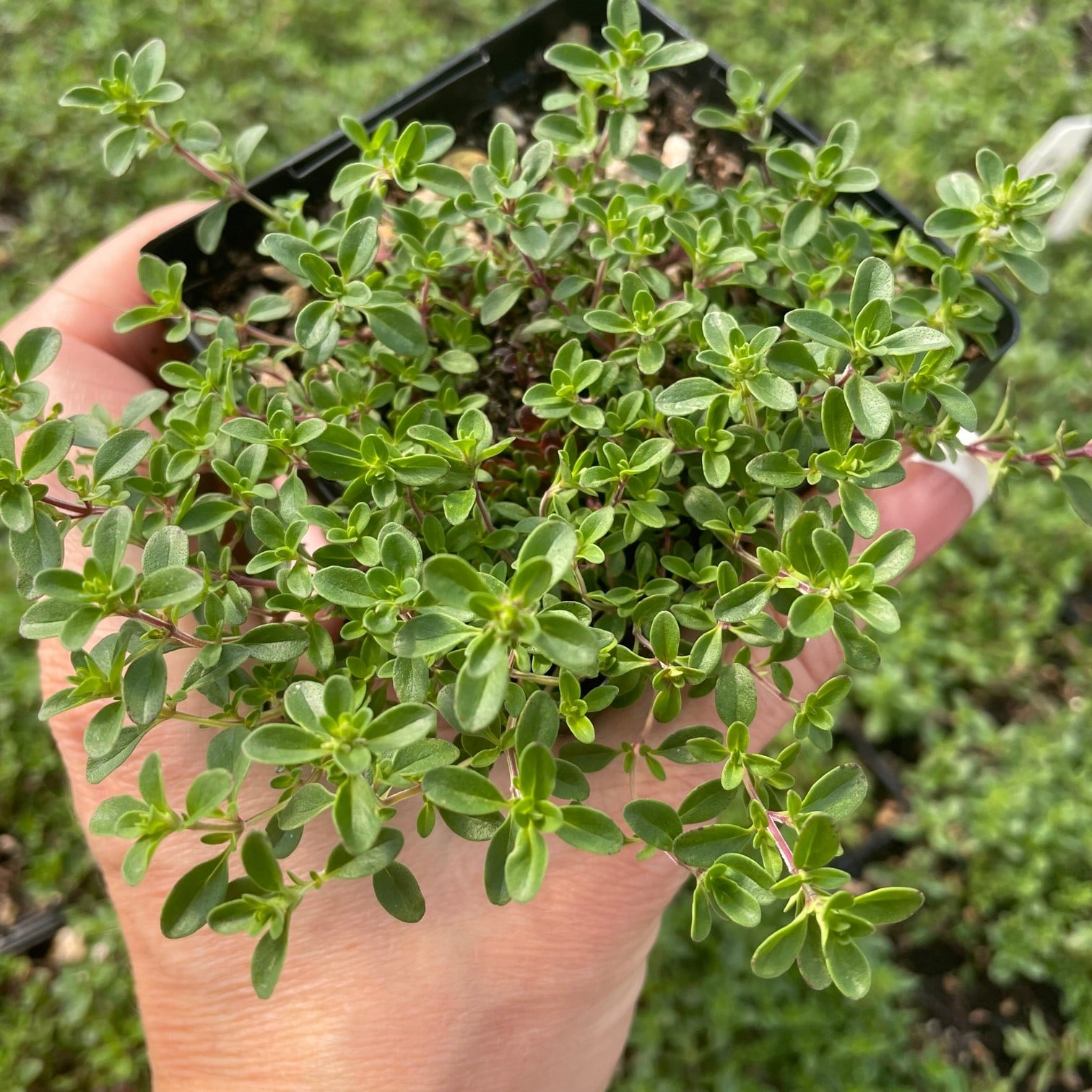 Thymus praecox 'Ruby Glow' - Ruby Glow Creeping Thyme (3.5" Pot) - Image 3