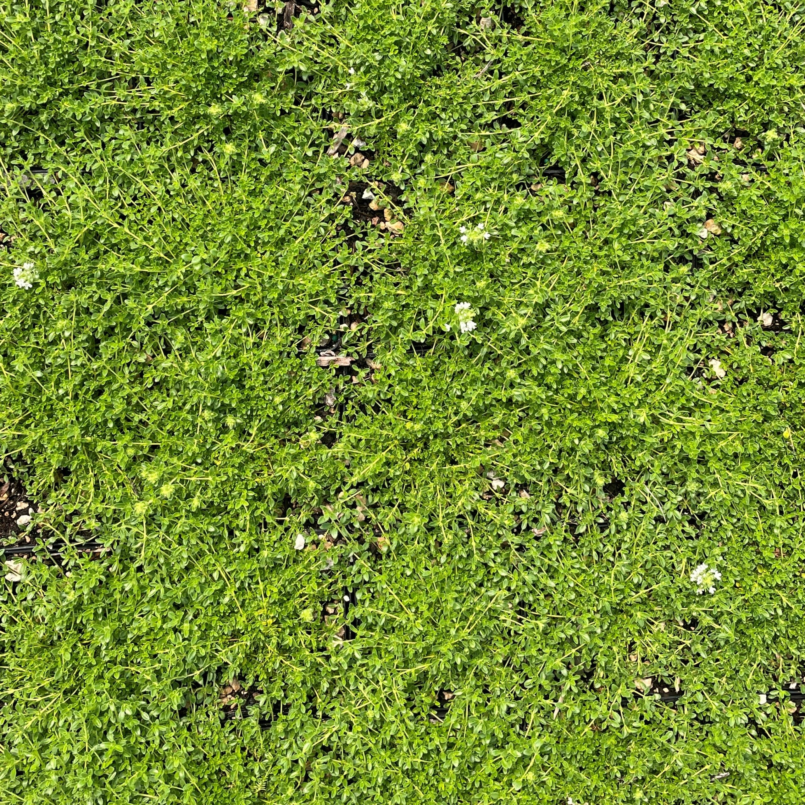 Thymus serpyllum 'Snow Drift' - Creeping Thyme (3.5" Pot) - Image 5