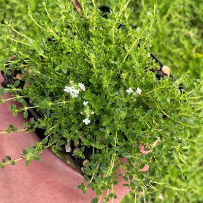 Thymus serpyllum 'Snow Drift' - Creeping Thyme (3.5" Pot)