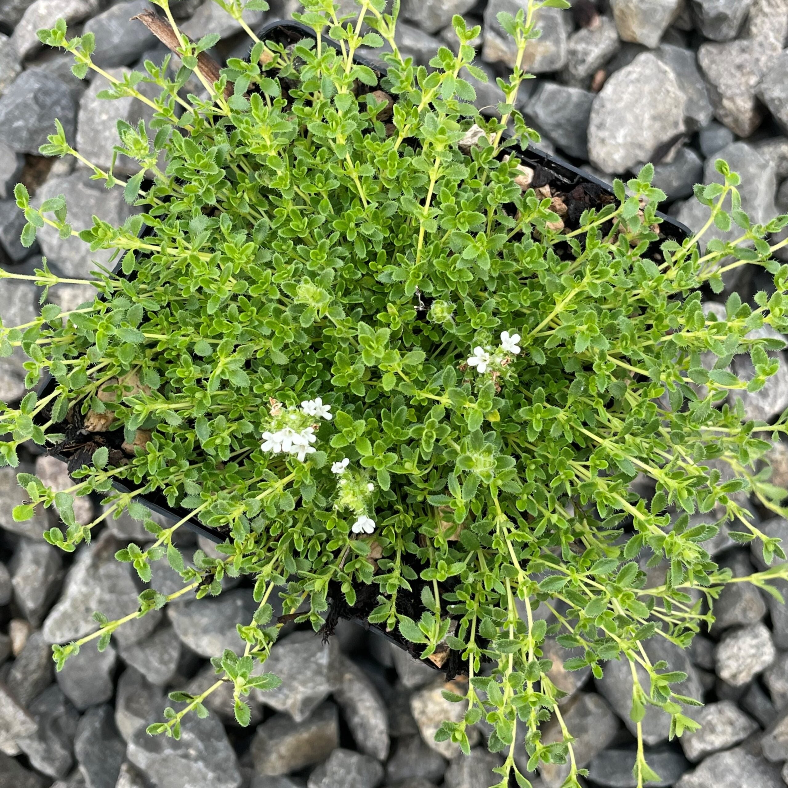 Thymus serpyllum 'Snow Drift' - Creeping Thyme (3.5" Pot) - Image 4