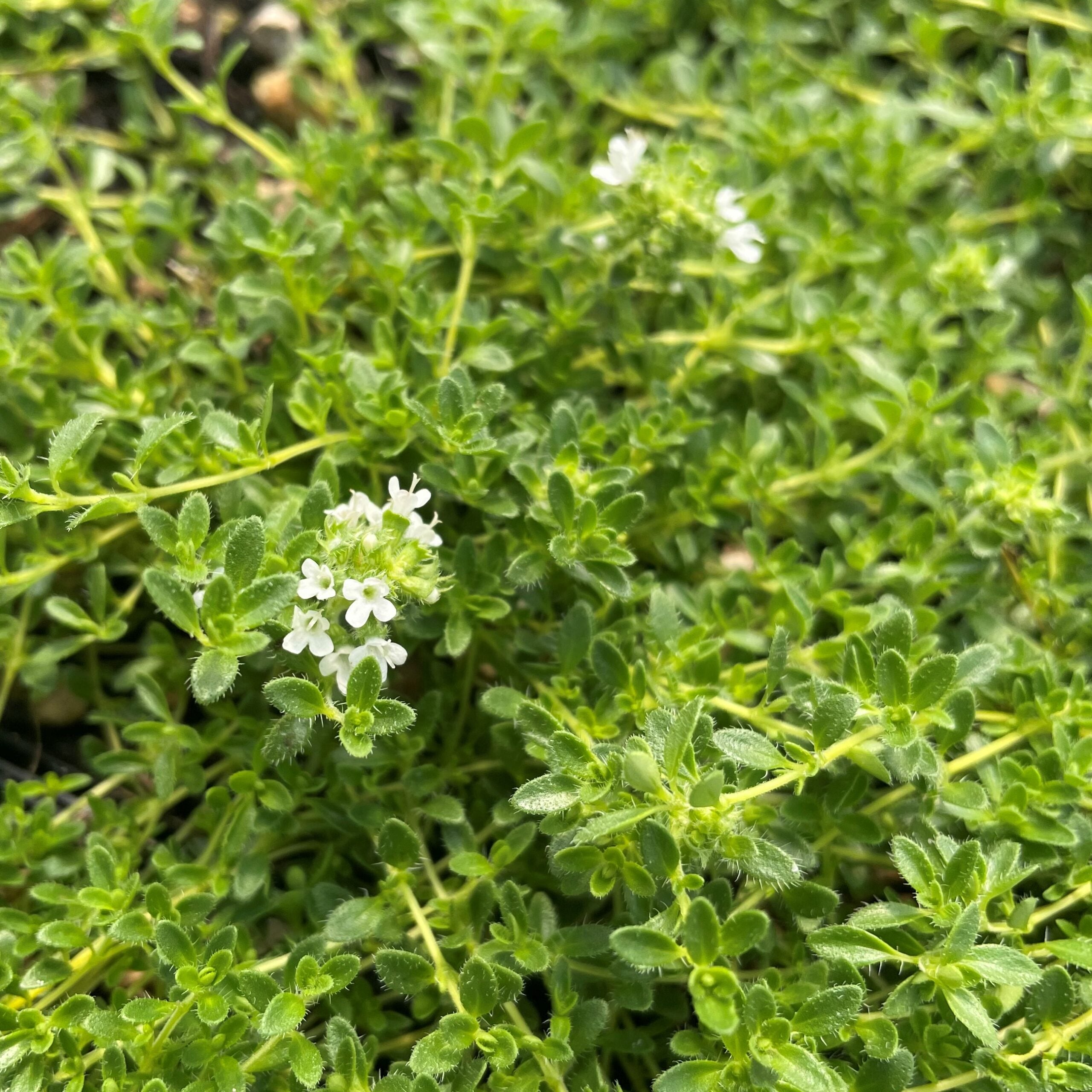 Thymus serpyllum 'Snow Drift' - Creeping Thyme (3.5" Pot) - Image 2