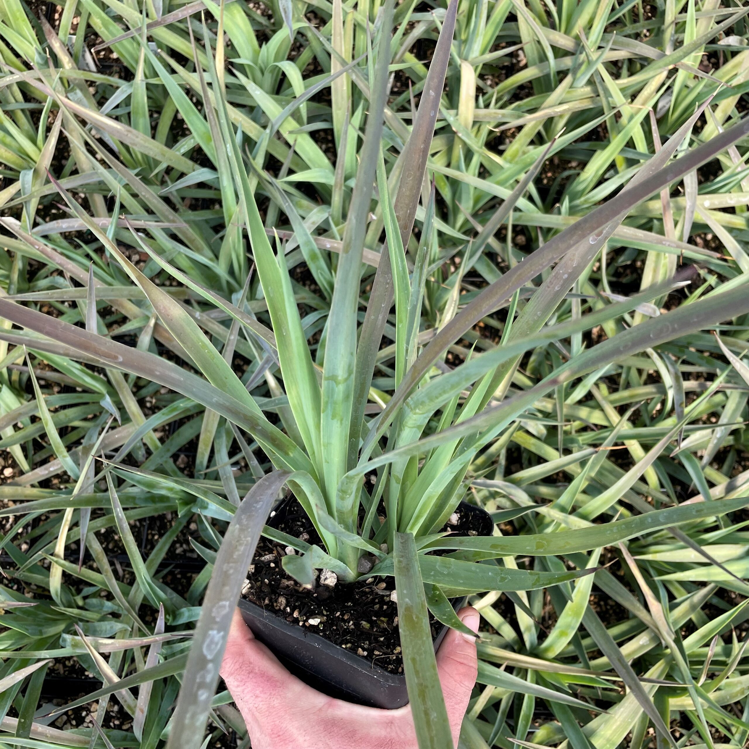 Yucca aloifolia 'Magenta Magic' (4.5" Pot)