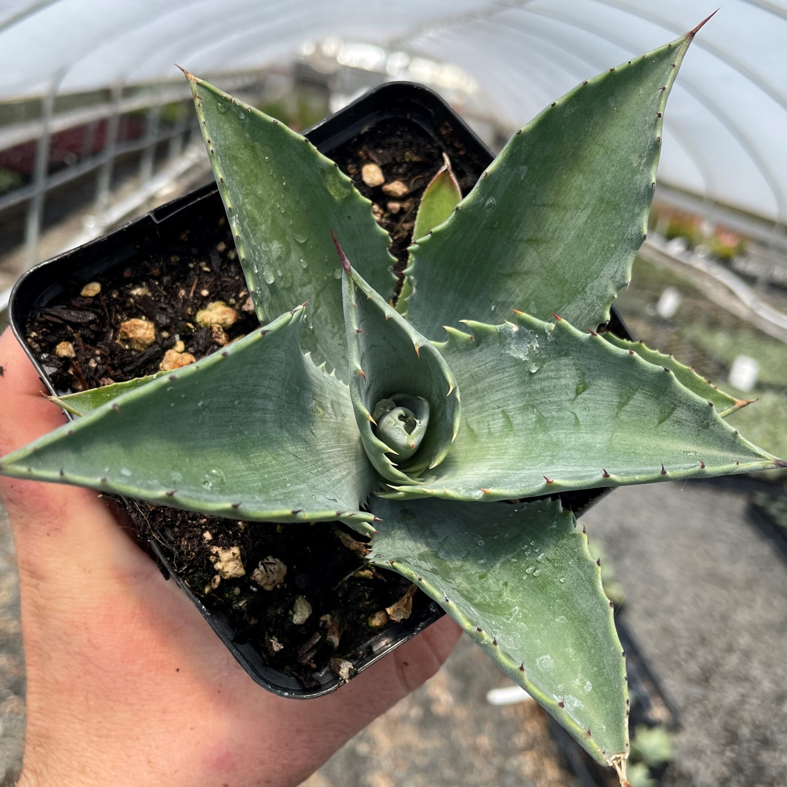 Agave 'Mr. Ripple' - Century Plant (4.5" Pot)