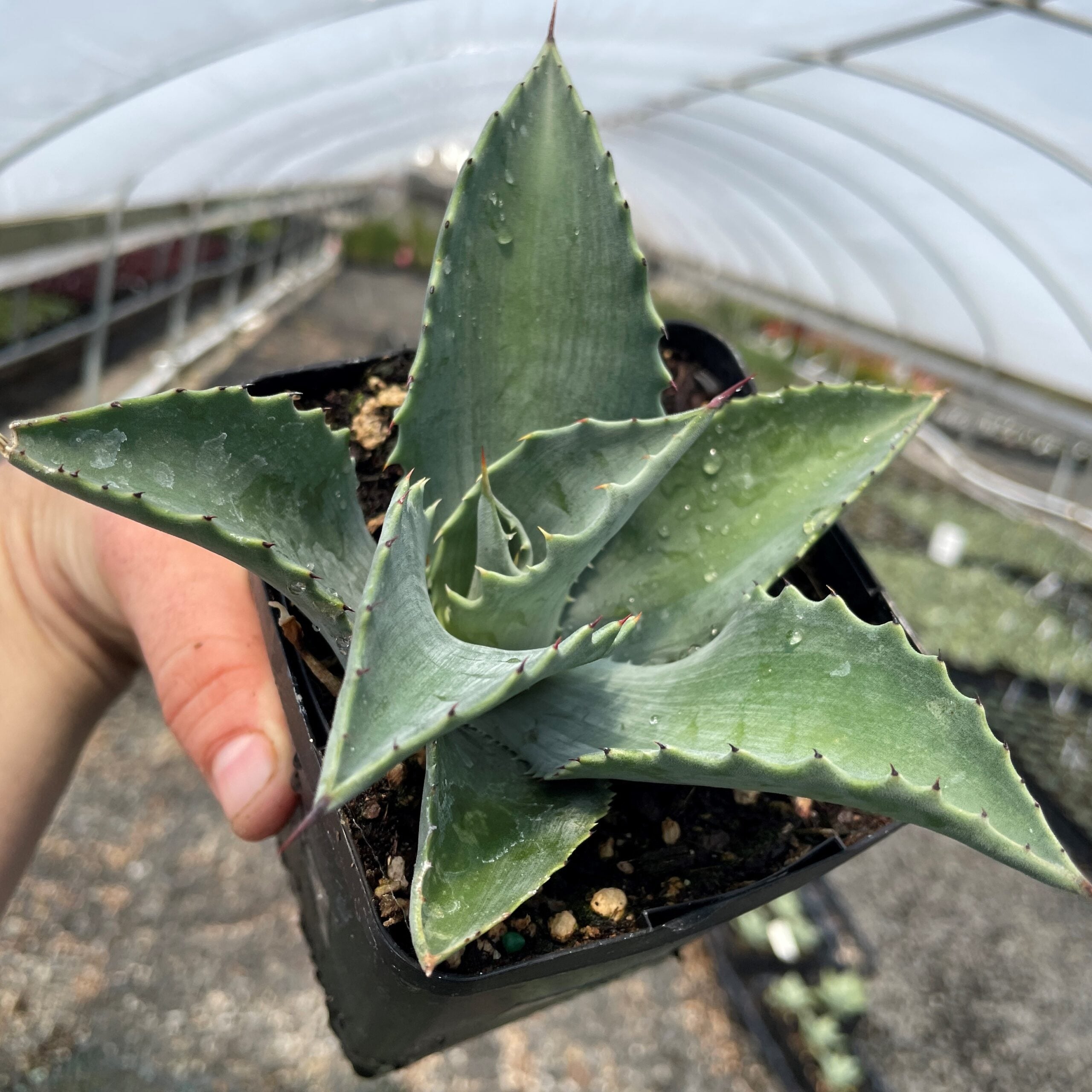 Agave 'Mr. Ripple' - Century Plant (4.5" Pot) - Image 2