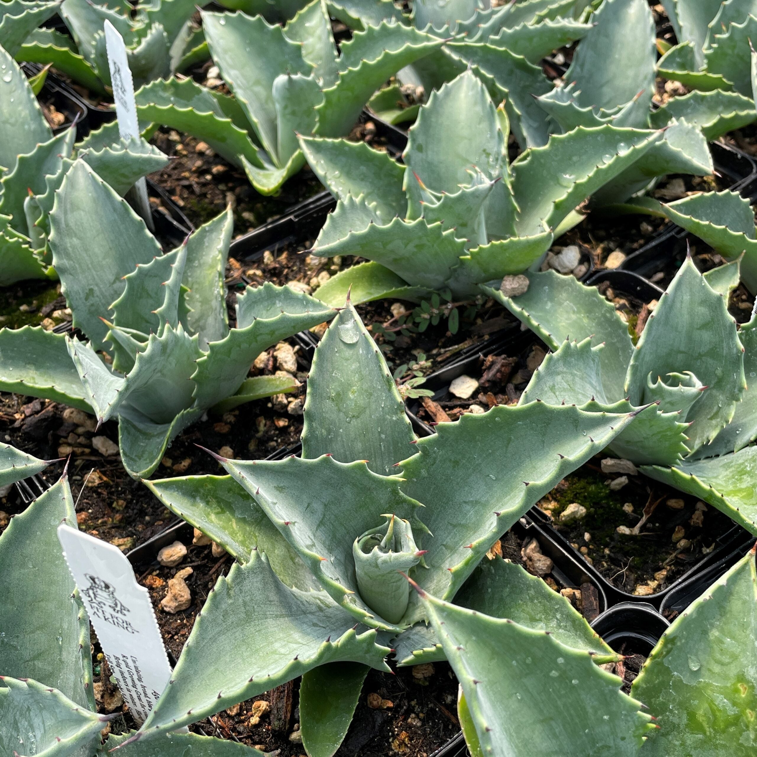Agave 'Mr. Ripple' - Century Plant (4.5" Pot) - Image 3