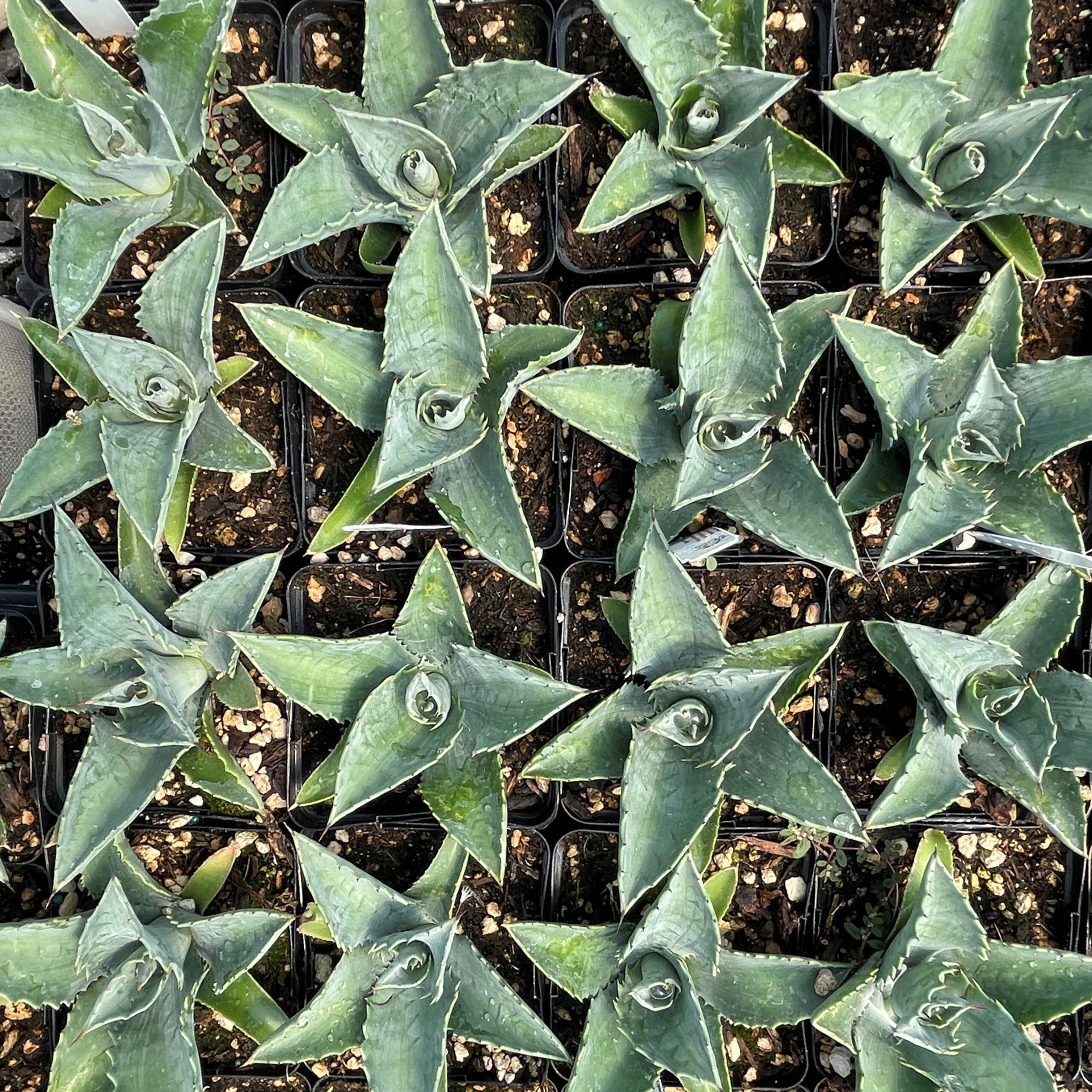 Agave 'Mr. Ripple' - Century Plant (4.5" Pot) - Image 4