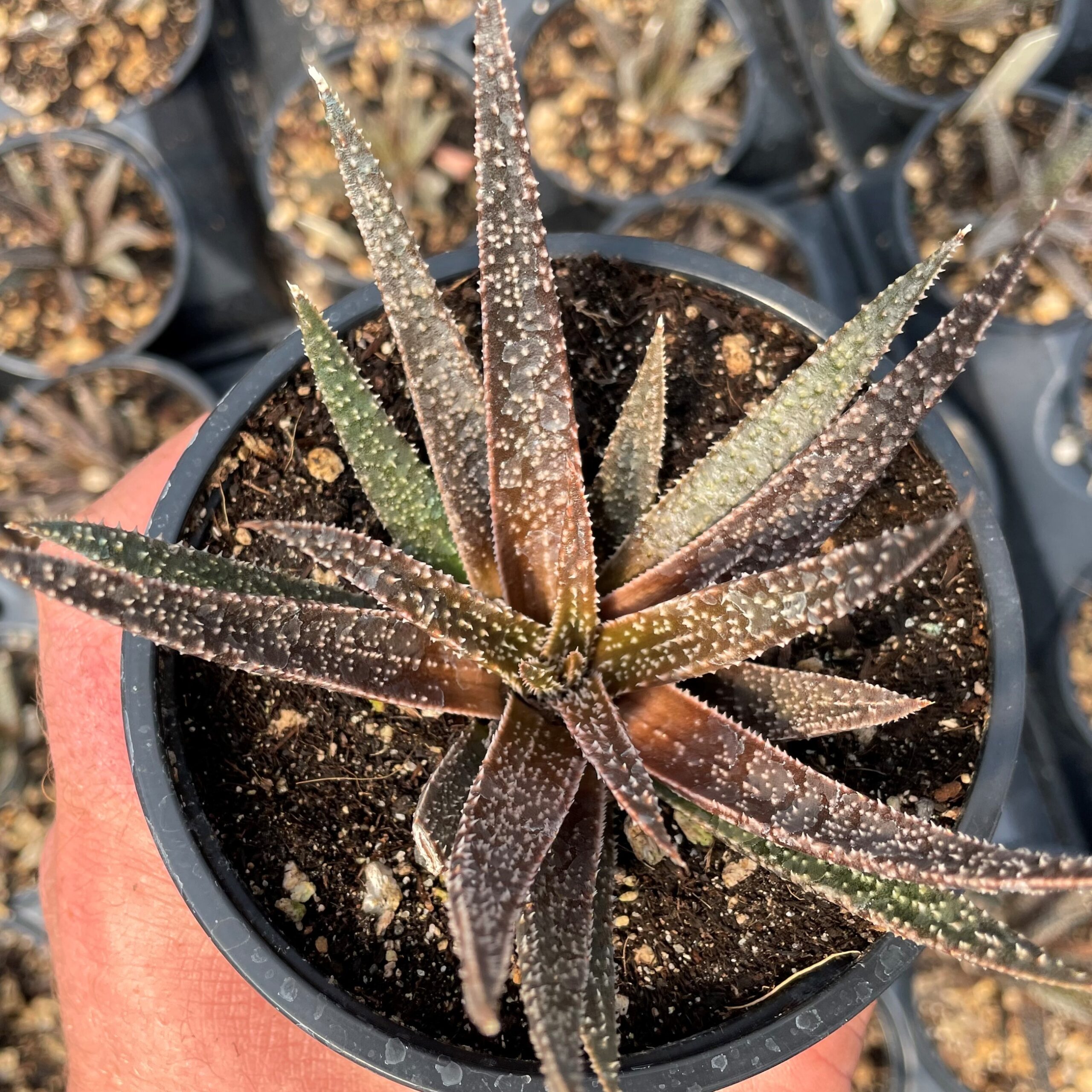 Aloe 'Twilight Zone' (4.5" Round)