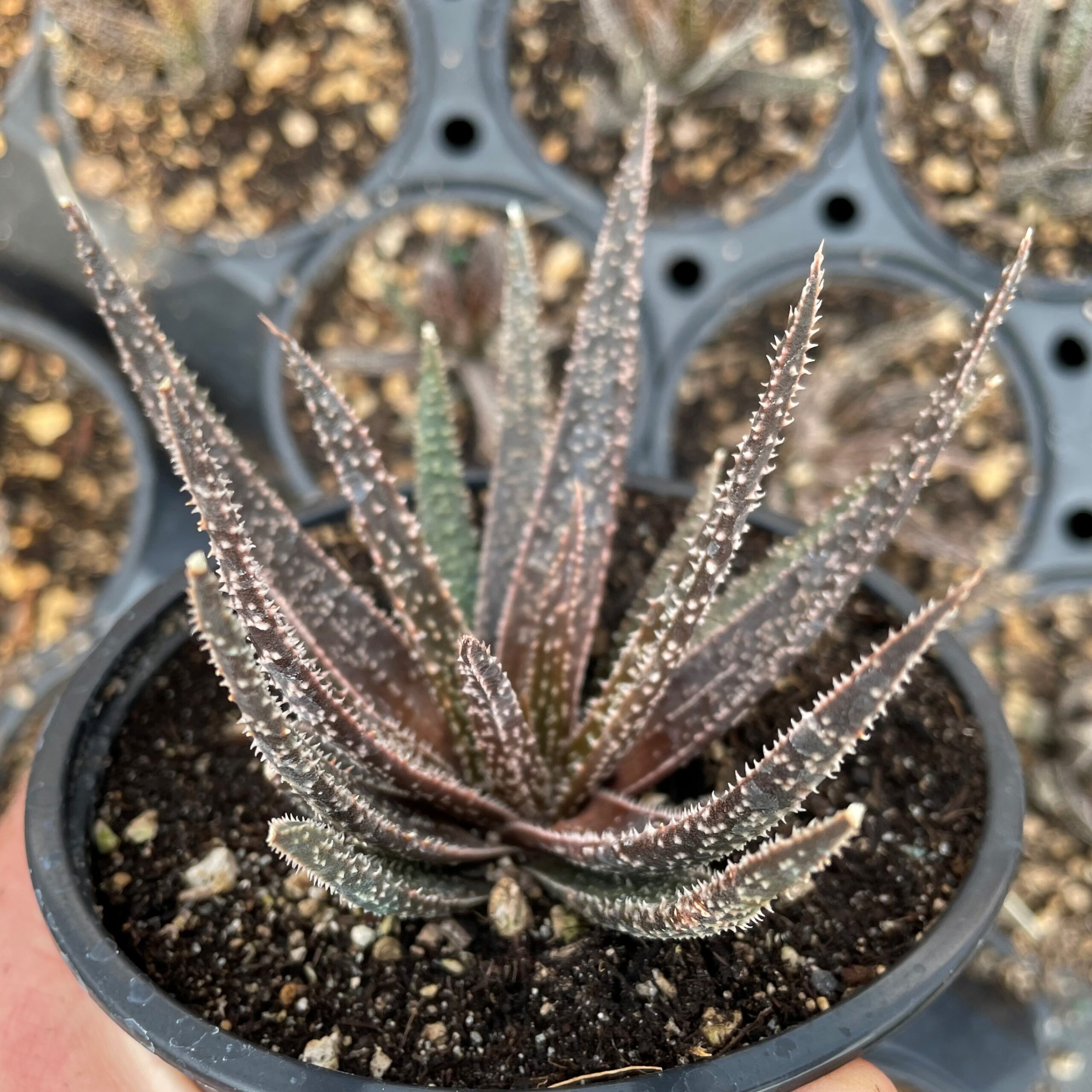 Aloe 'Twilight Zone' (4.5" Round) - Image 3