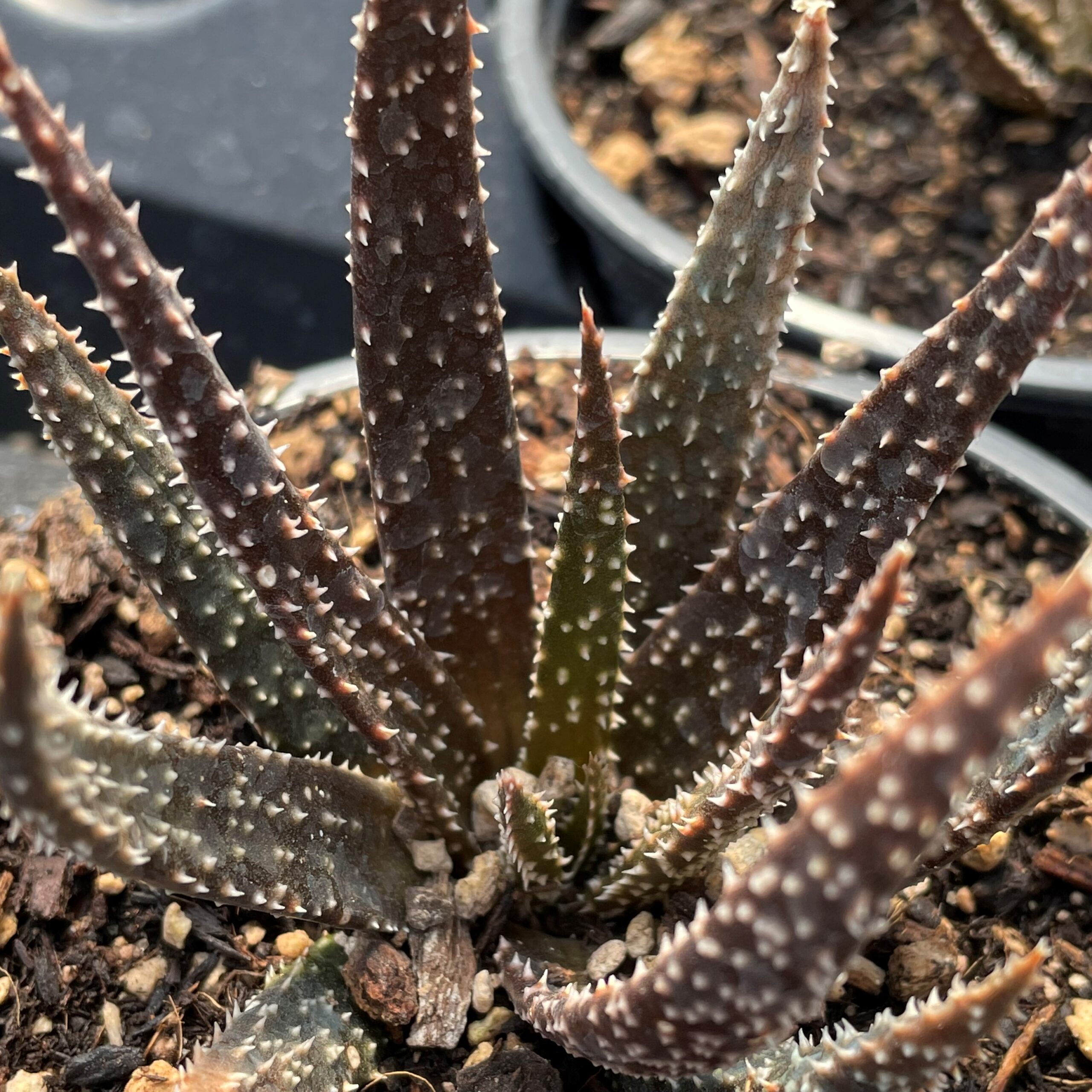 Aloe 'Twilight Zone' (4.5" Round) - Image 2