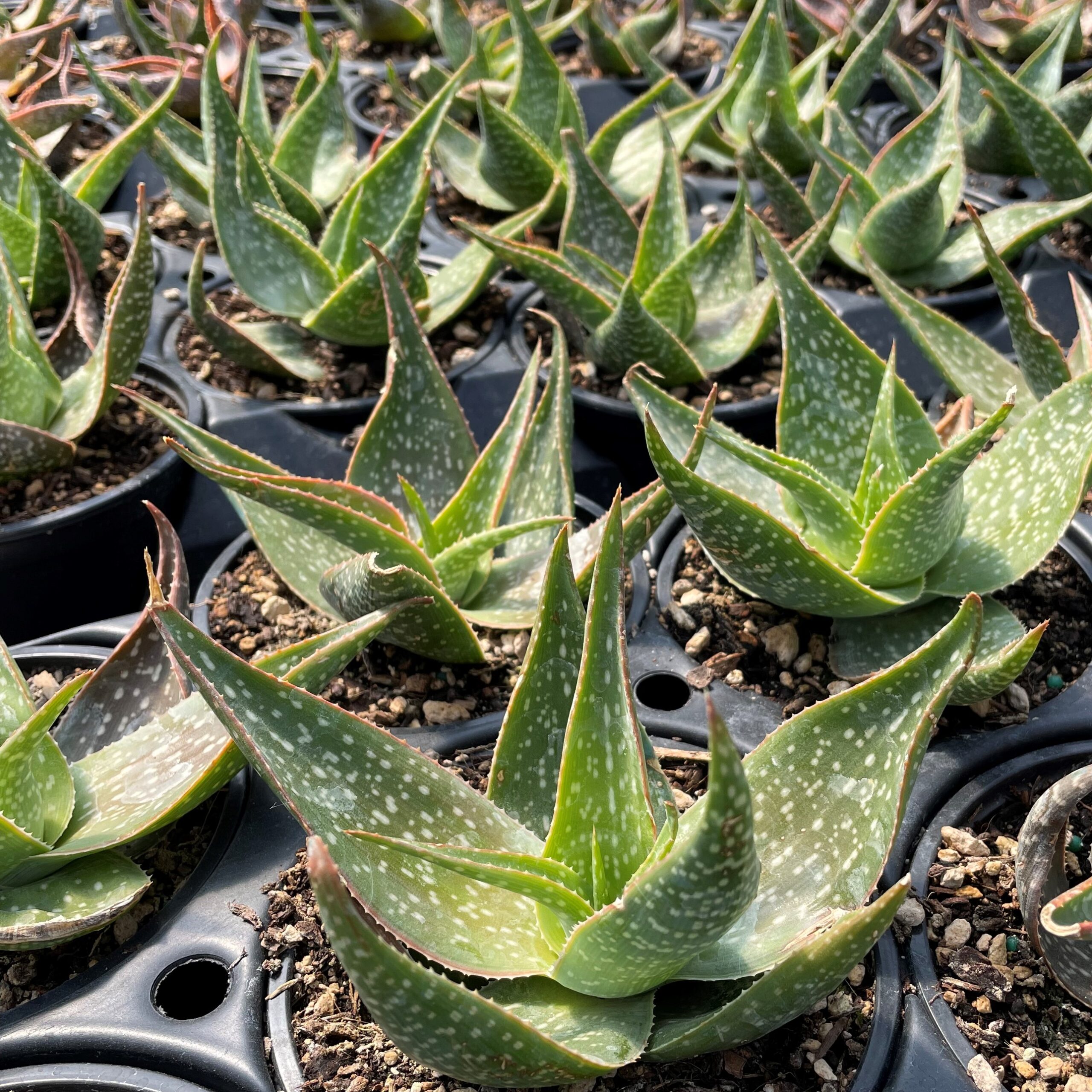 Aloe deltoideodonta (2"/4.5" Pot) | Little Prince of Oregon Nursery