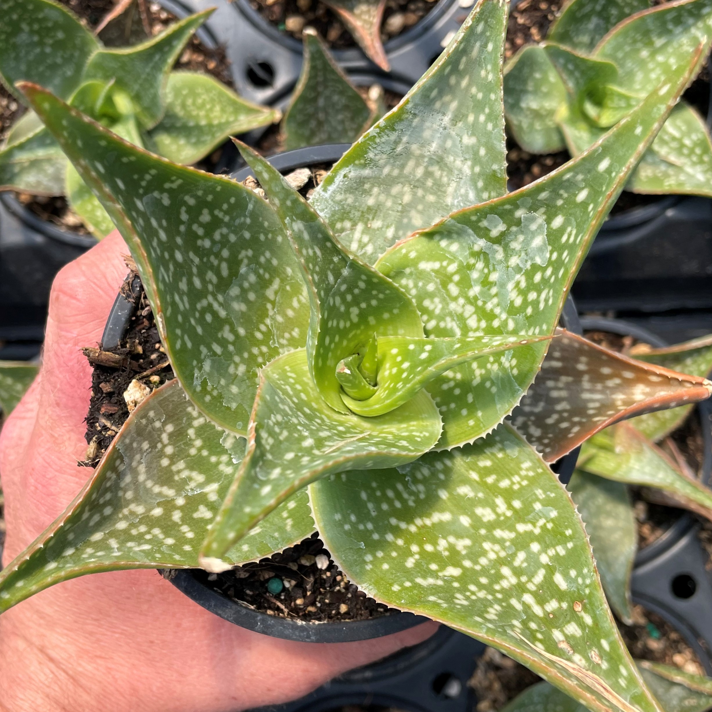 Aloe deltoideodonta (2"/4.5" Pot)