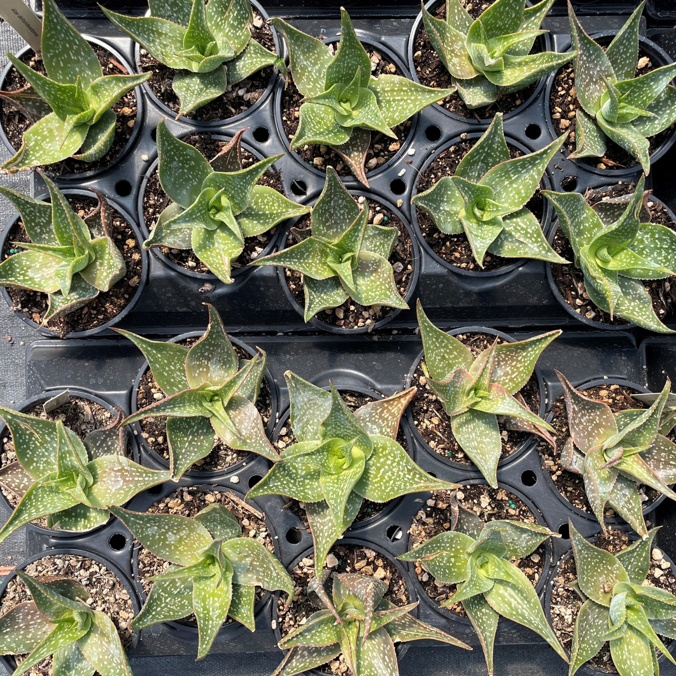 Aloe deltoideodonta (2"/4.5" Pot) | Little Prince of Oregon Nursery