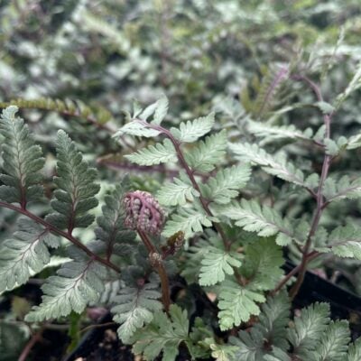 Athyrium niponicum 'Godzilla' - Giant Japanese Painted Fern (3.5" Pot)
