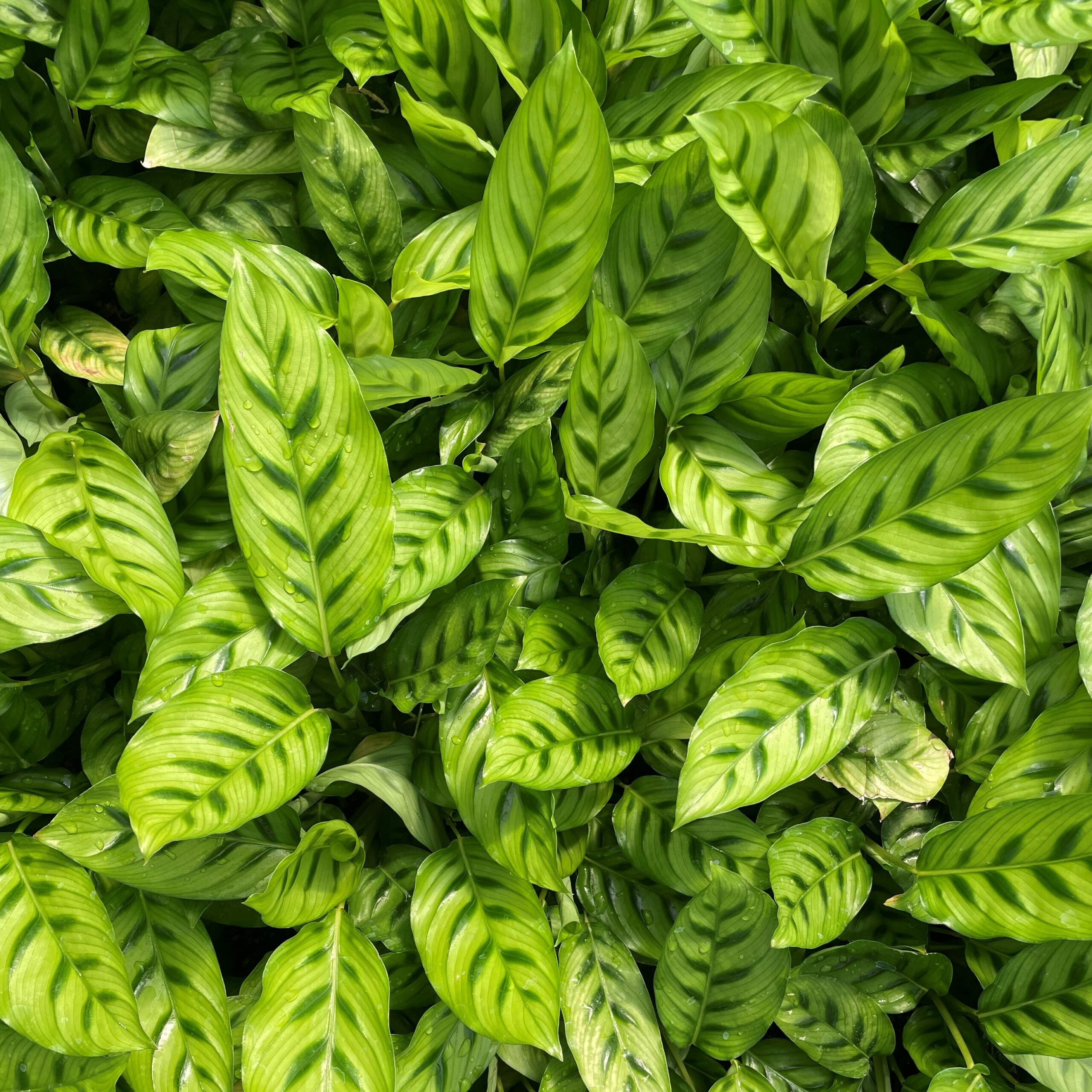 Calathea 'Leopardina' - Shadow Plant (4.5" Pot) - Image 8