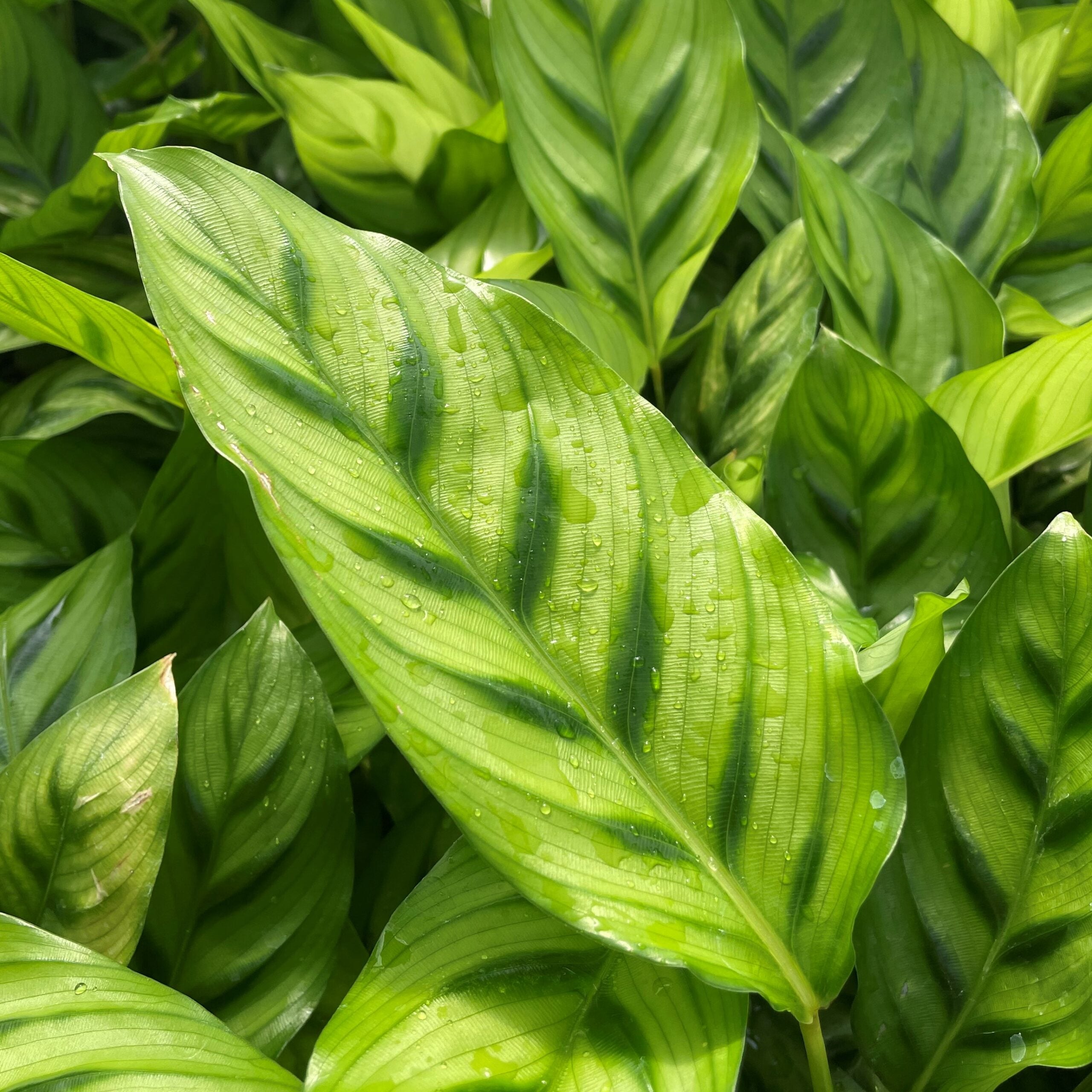 Calathea 'Leopardina' - Shadow Plant (4.5" Pot) - Image 6