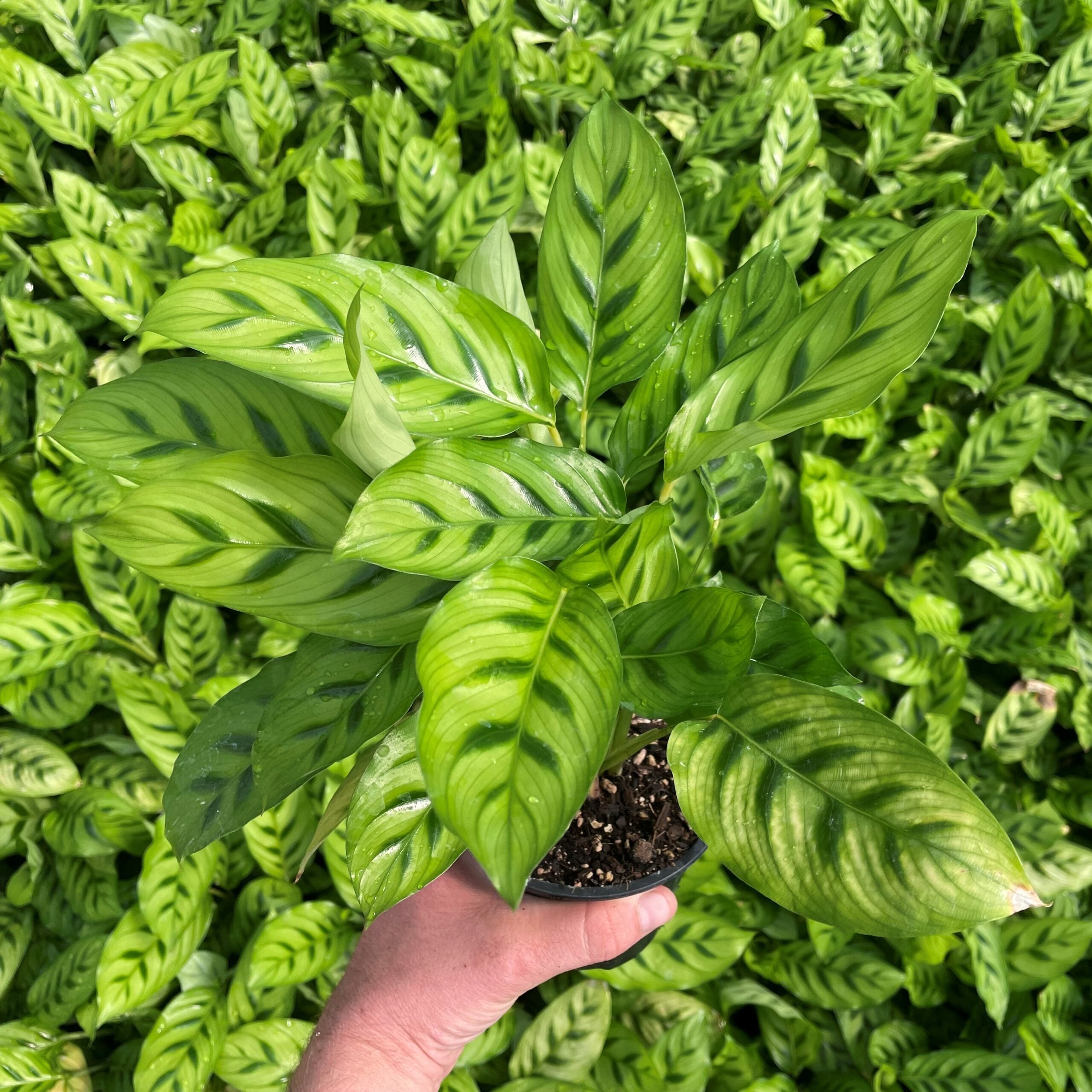 Calathea 'Leopardina' - Shadow Plant (4.5" Pot) | Little Prince of Oregon  Nursery