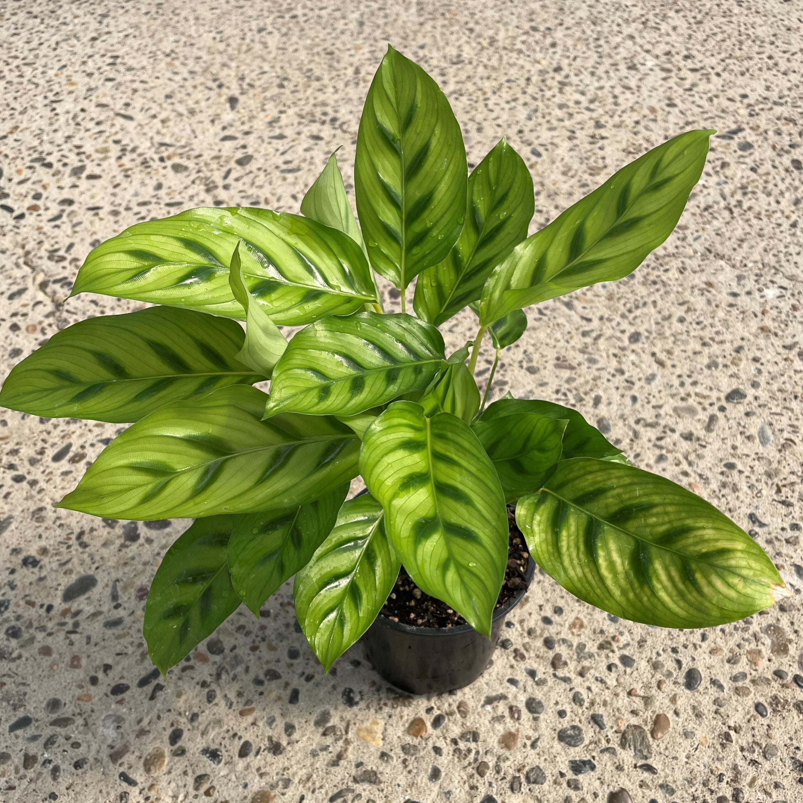 Calathea 'Leopardina' - Shadow Plant (4.5" Pot) - Image 5
