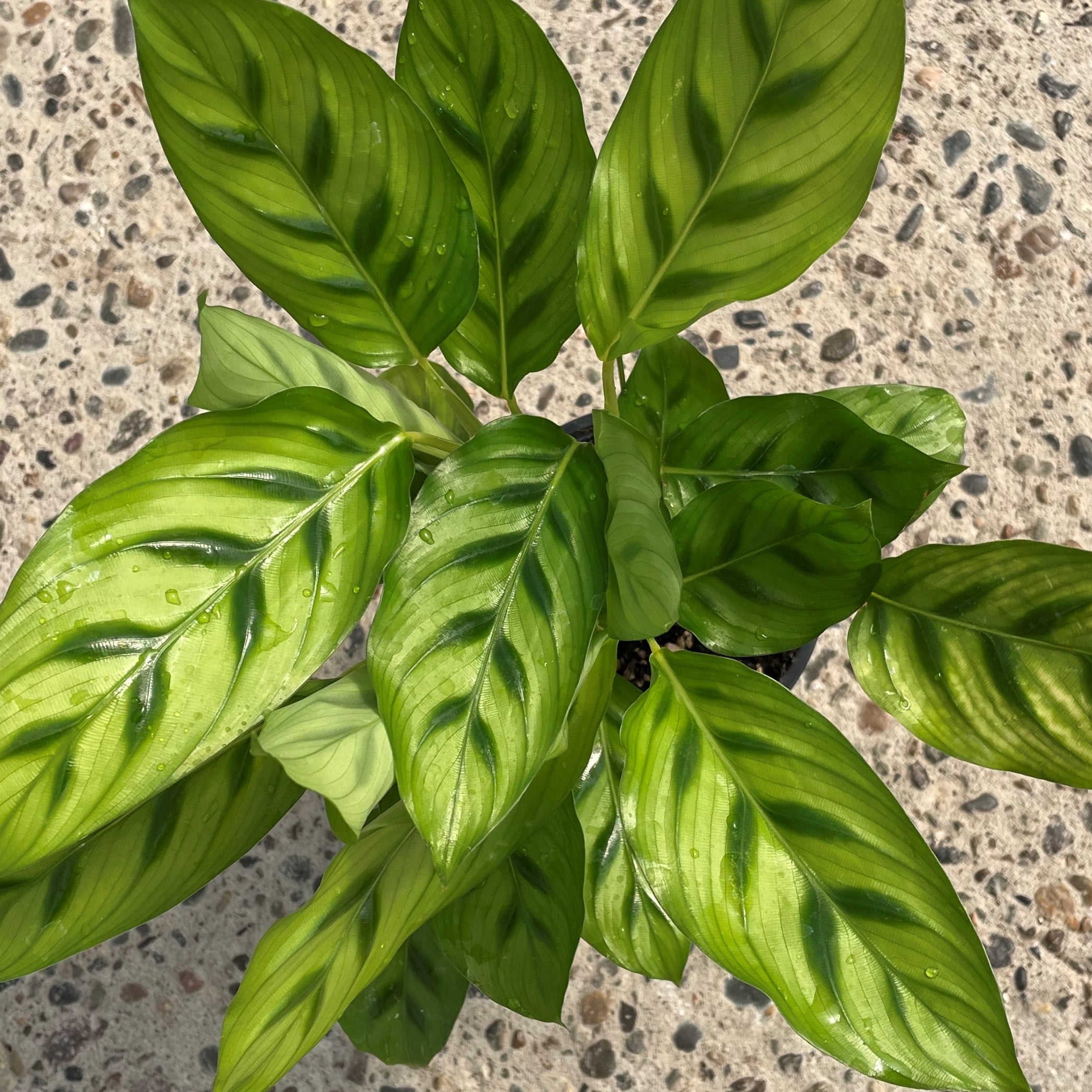 Calathea 'Leopardina' - Shadow Plant (4.5" Pot) | Little Prince of Oregon  Nursery
