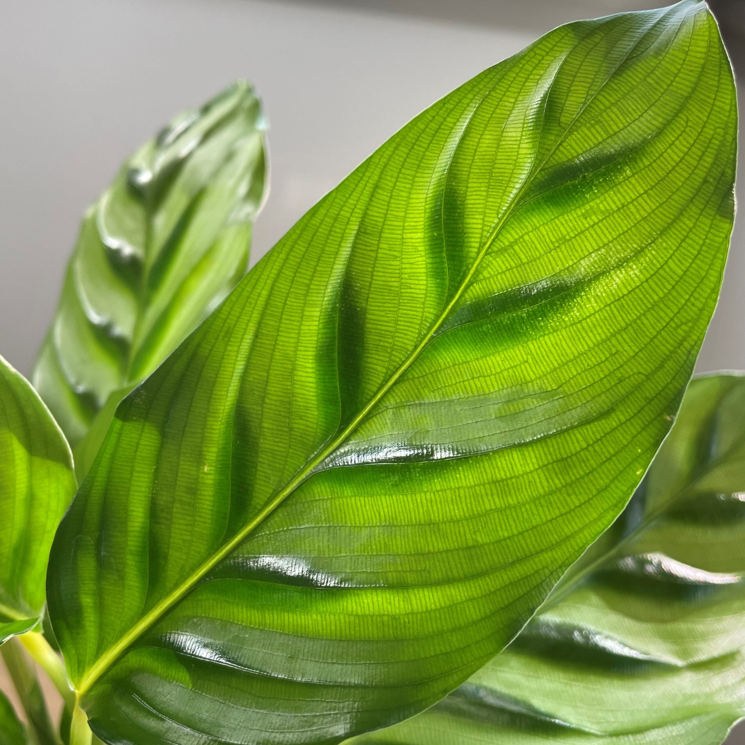 Calathea 'Leopardina' - Shadow Plant (4.5" Pot) - Image 2