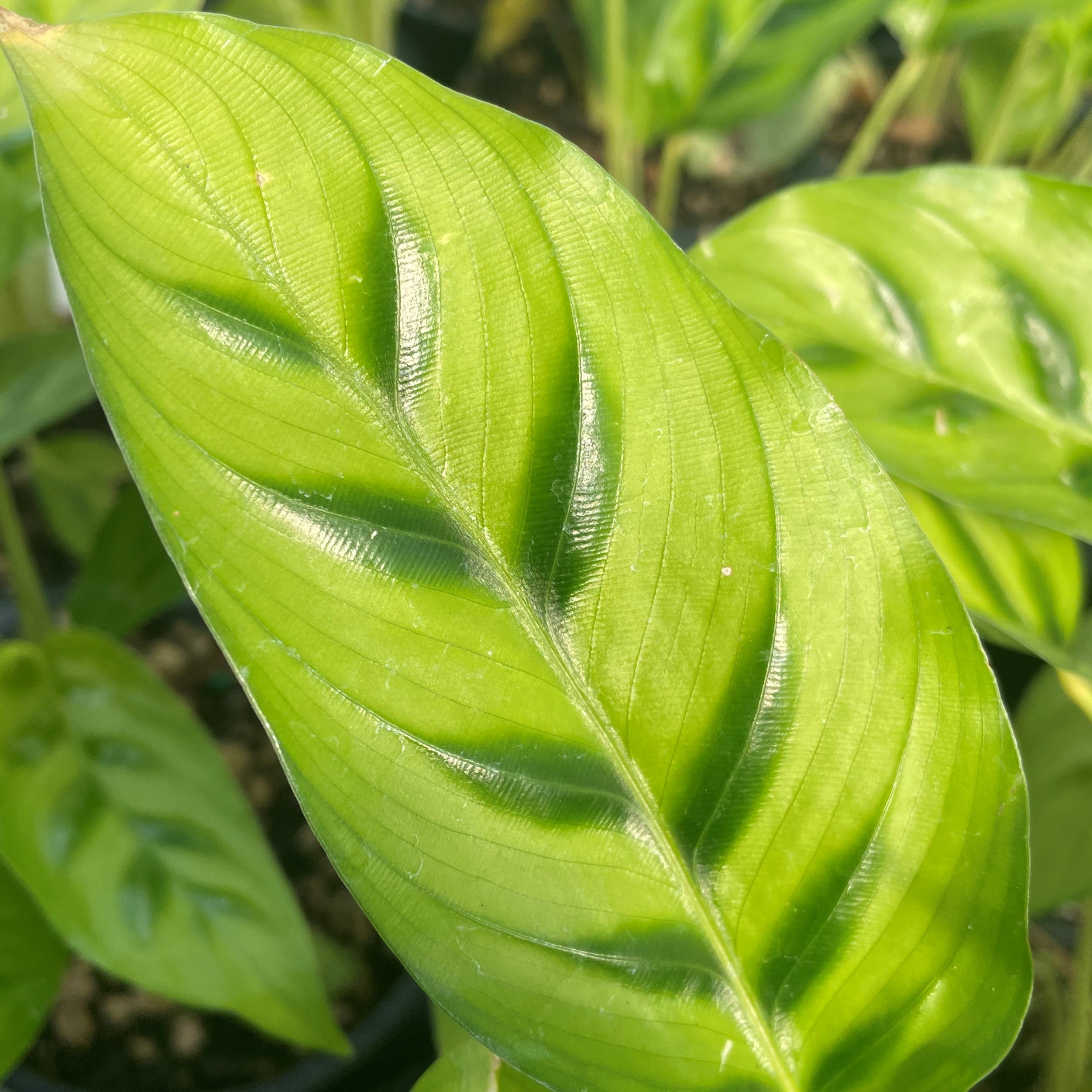 Calathea 'Leopardina' - Shadow Plant (4.5" Pot) - Image 7