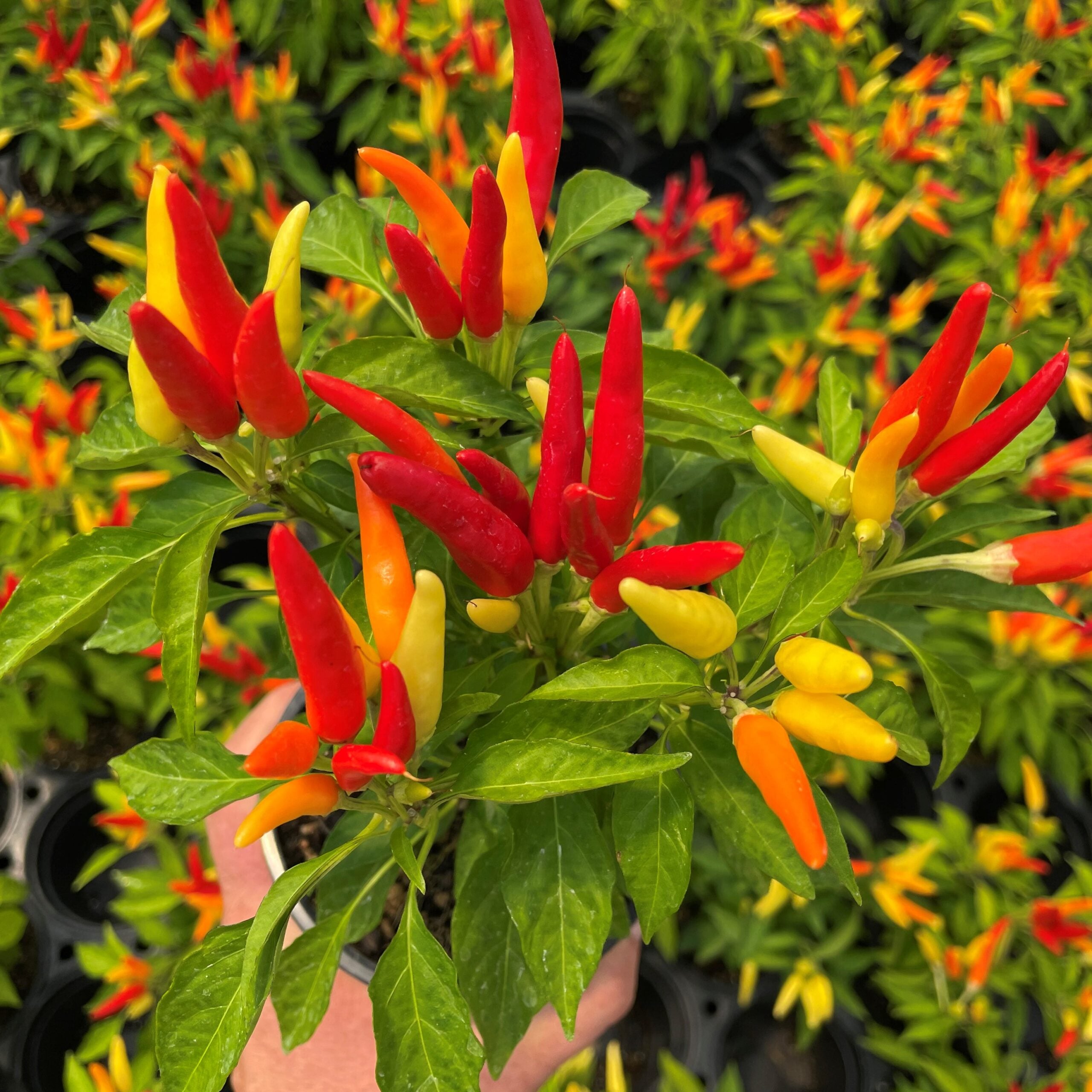 Capsicum annuum 'Chilly Chili' - Ornamental Pepper (4.5" Pot)
