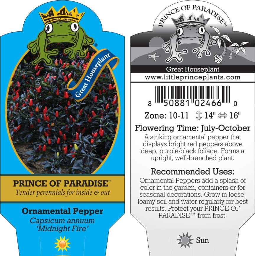 Capsicum annuum 'Midnight Fire' - Ornamental Pepper (4.5" Pot) - Image 8