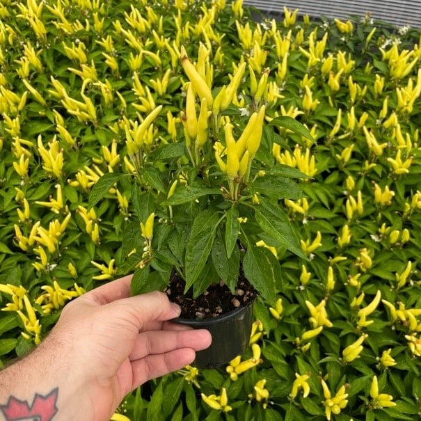 Capsicum annuum 'Chilly Chili' - Ornamental Pepper (4.5" Pot) - Image 2