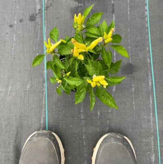Capsicum annuum 'Chilly Chili' - Ornamental Pepper (4.5" Pot) - Image 3