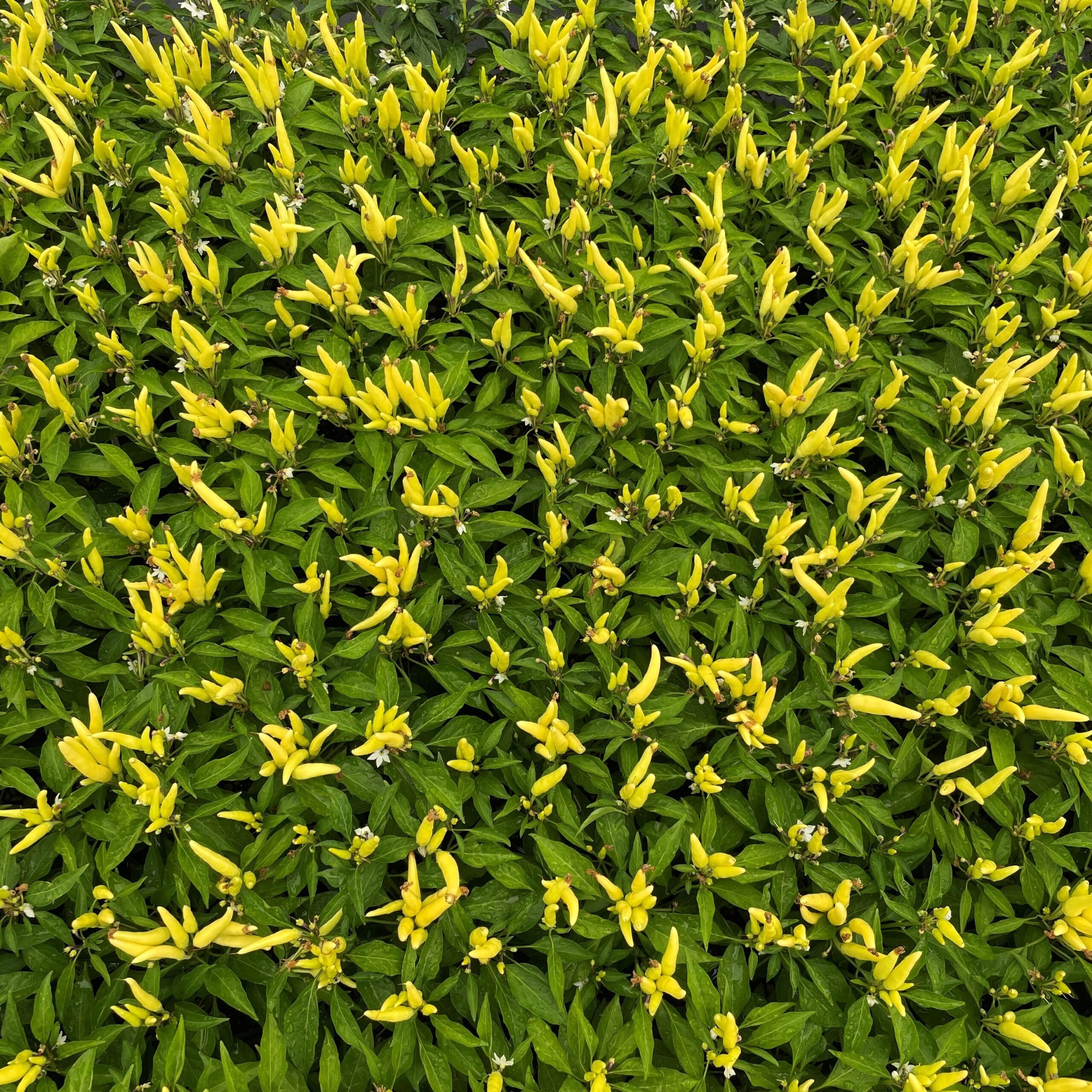 Capsicum annuum 'Chilly Chili' - Ornamental Pepper (4.5" Pot) - Image 4