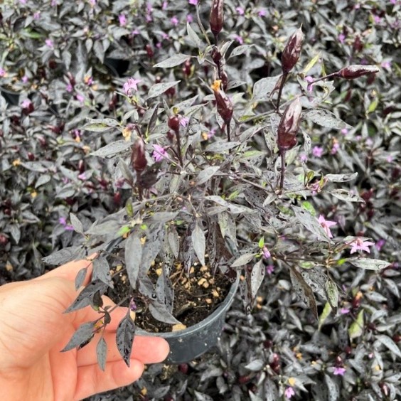 Capsicum annuum 'Midnight Fire' - Ornamental Pepper (4.5" Pot) - Image 5