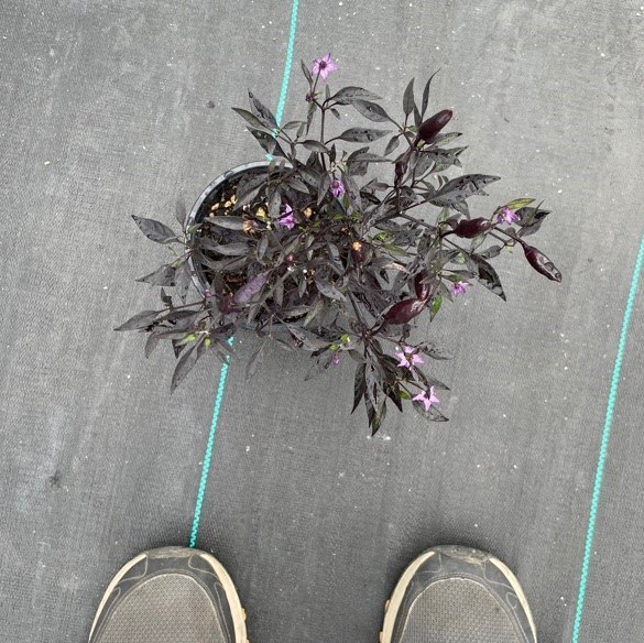 Capsicum annuum 'Midnight Fire' - Ornamental Pepper (4.5" Pot) - Image 6