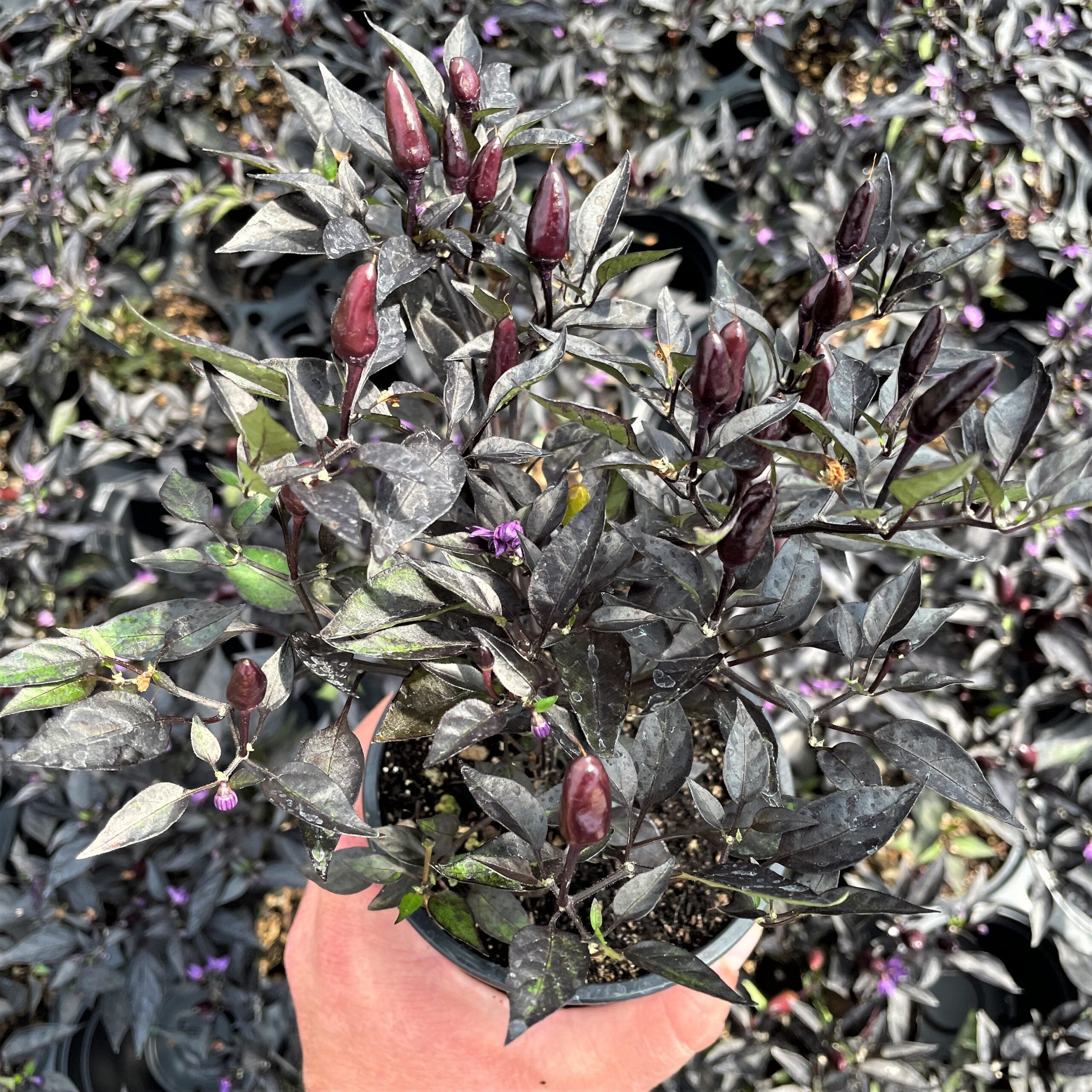 Capsicum annuum 'Midnight Fire' - Ornamental Pepper (4.5" Pot) - Image 2