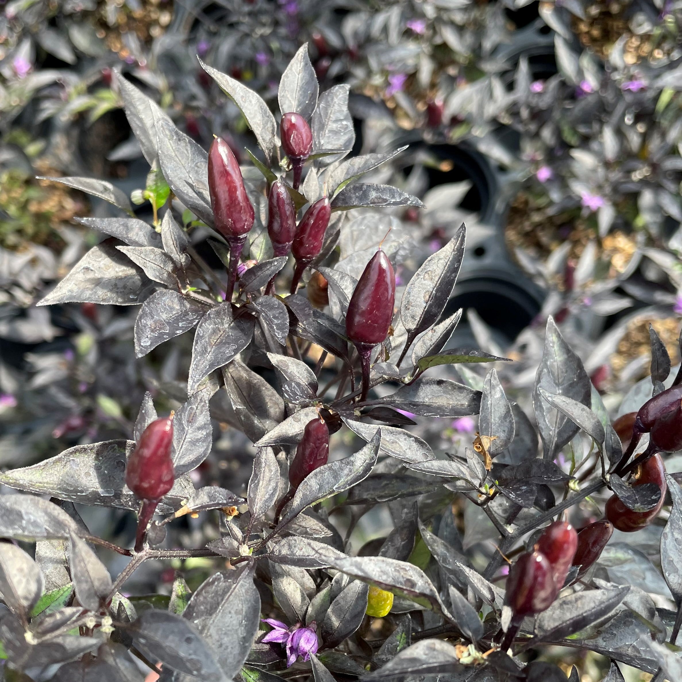 Capsicum annuum 'Midnight Fire' - Ornamental Pepper (4.5" Pot) - Image 3