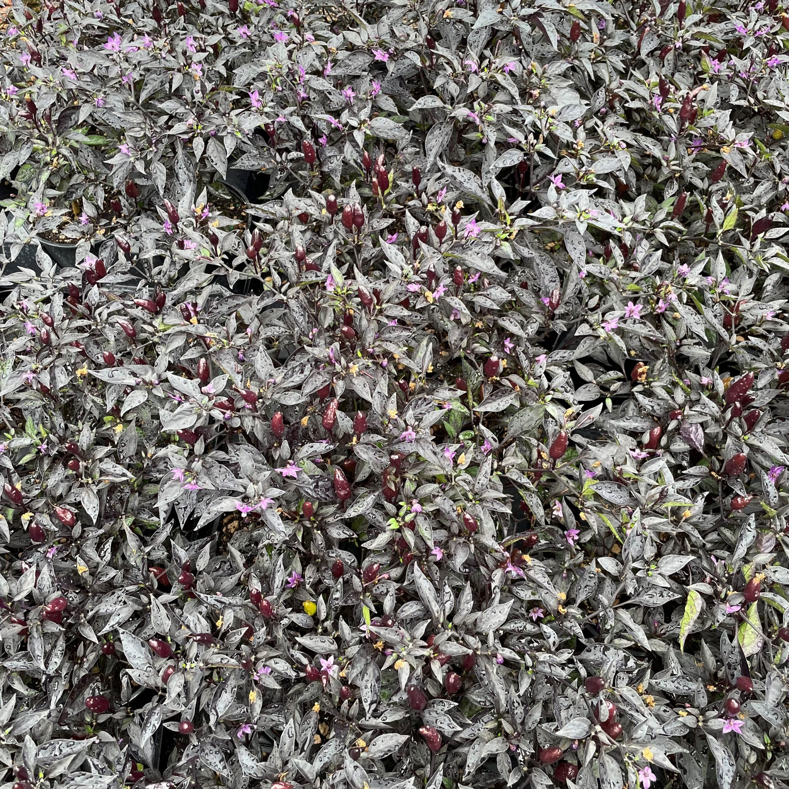Capsicum annuum 'Midnight Fire' - Ornamental Pepper (4.5" Pot) - Image 7