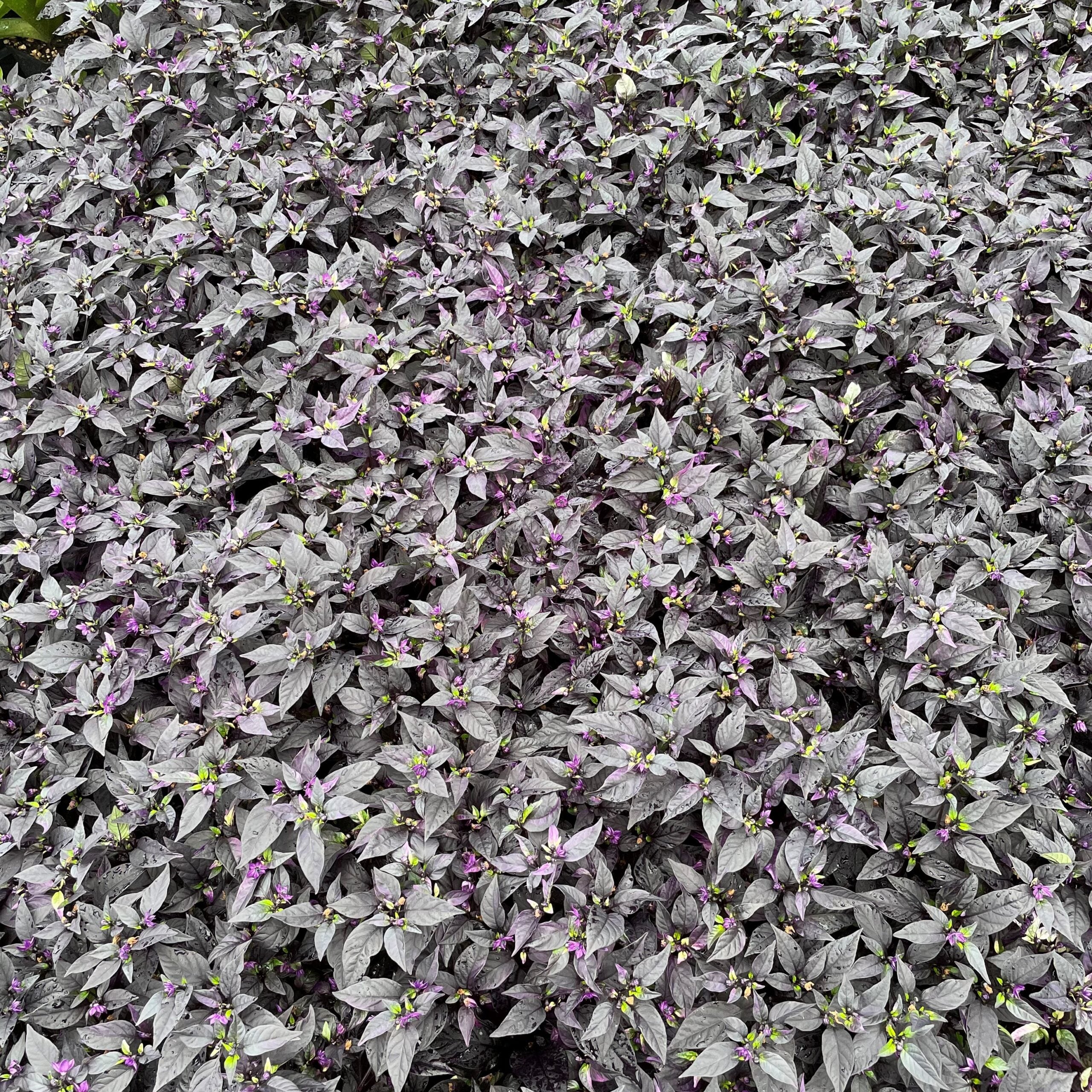 Capsicum annuum 'Purple Flash' - Ornamental Pepper (4.5" Pot) - Image 3