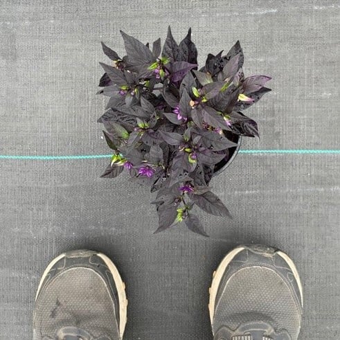 Capsicum annuum 'Purple Flash' - Ornamental Pepper (4.5" Pot) - Image 4