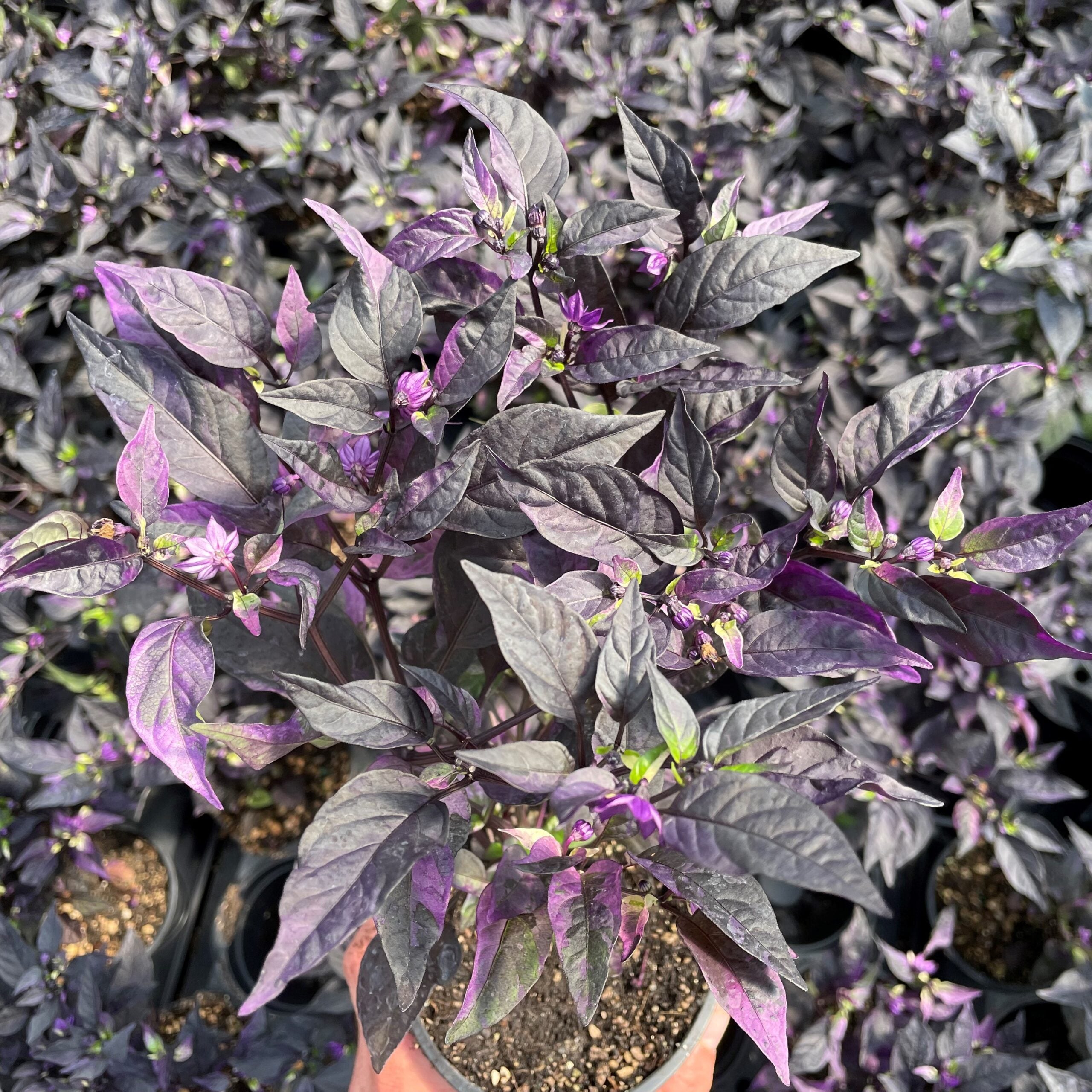 Capsicum annuum 'Purple Flash' - Ornamental Pepper (4.5" Pot) - Image 2
