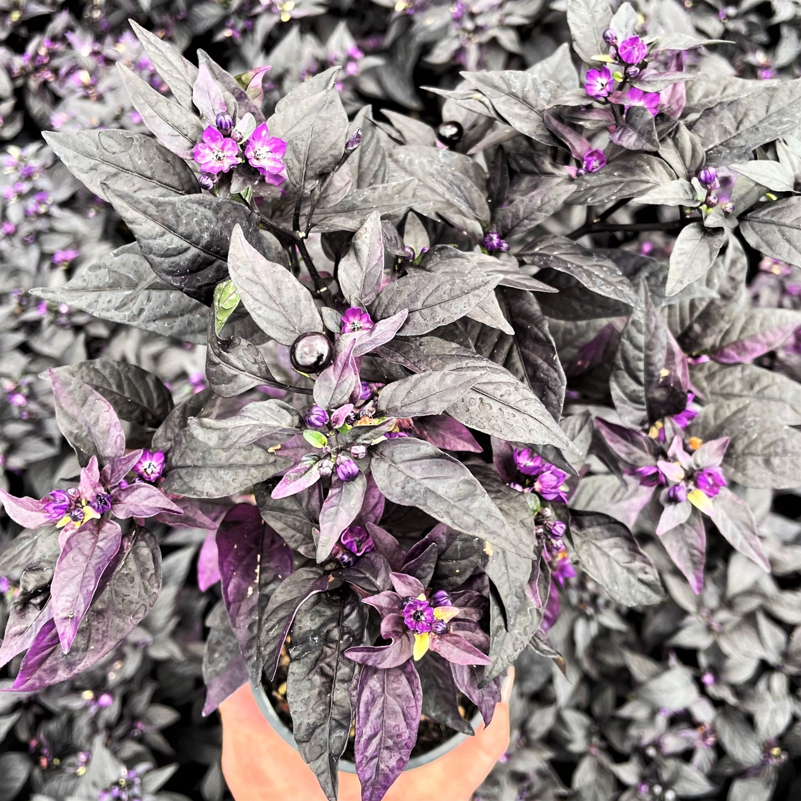 Capsicum annuum 'Purple Flash' - Ornamental Pepper (4.5" Pot)
