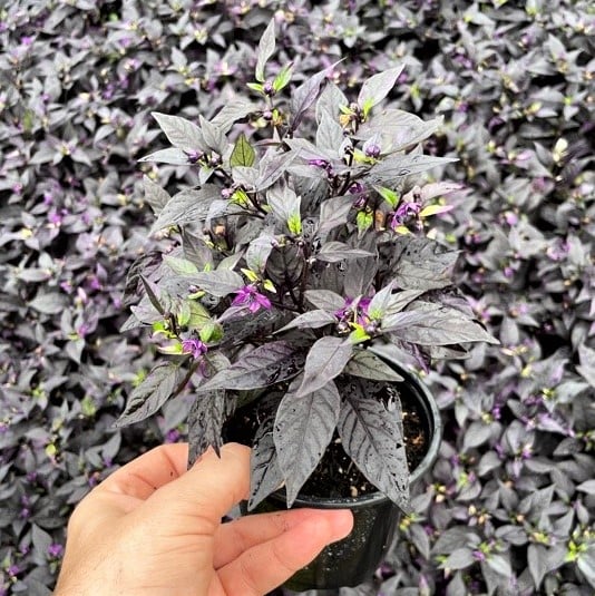 Capsicum annuum 'Purple Flash' - Ornamental Pepper (4.5" Pot) - Image 5