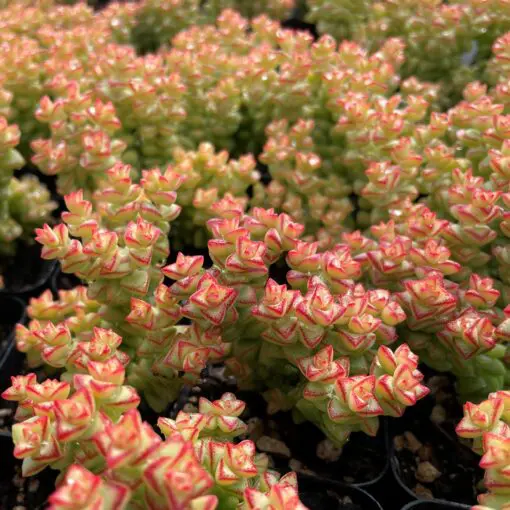 sempervivum succulent Sempervivum Chick Charms Pineapple Paradise (Hens & Chicks)