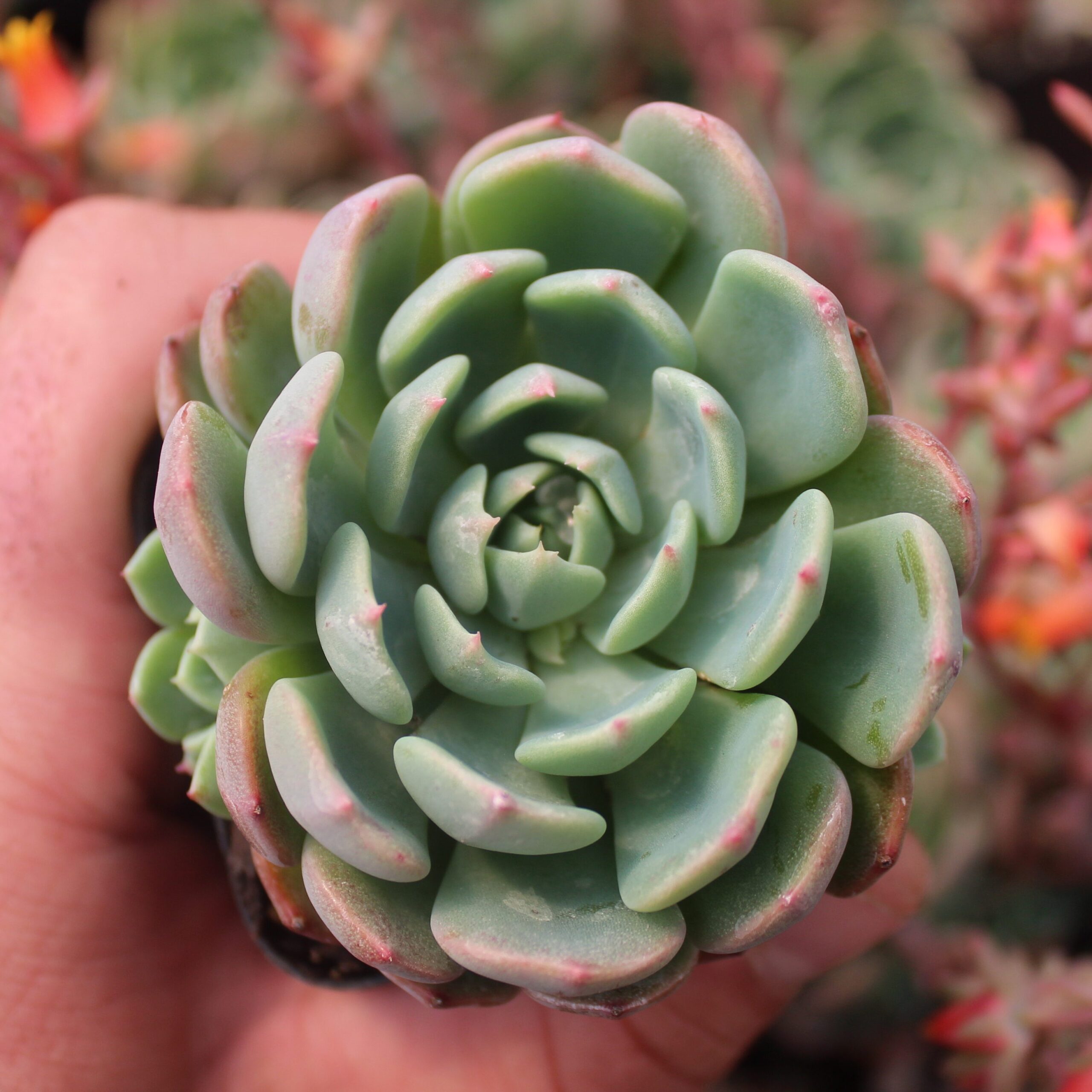 Echeveria 'Early Sunrise' (2" Pot)