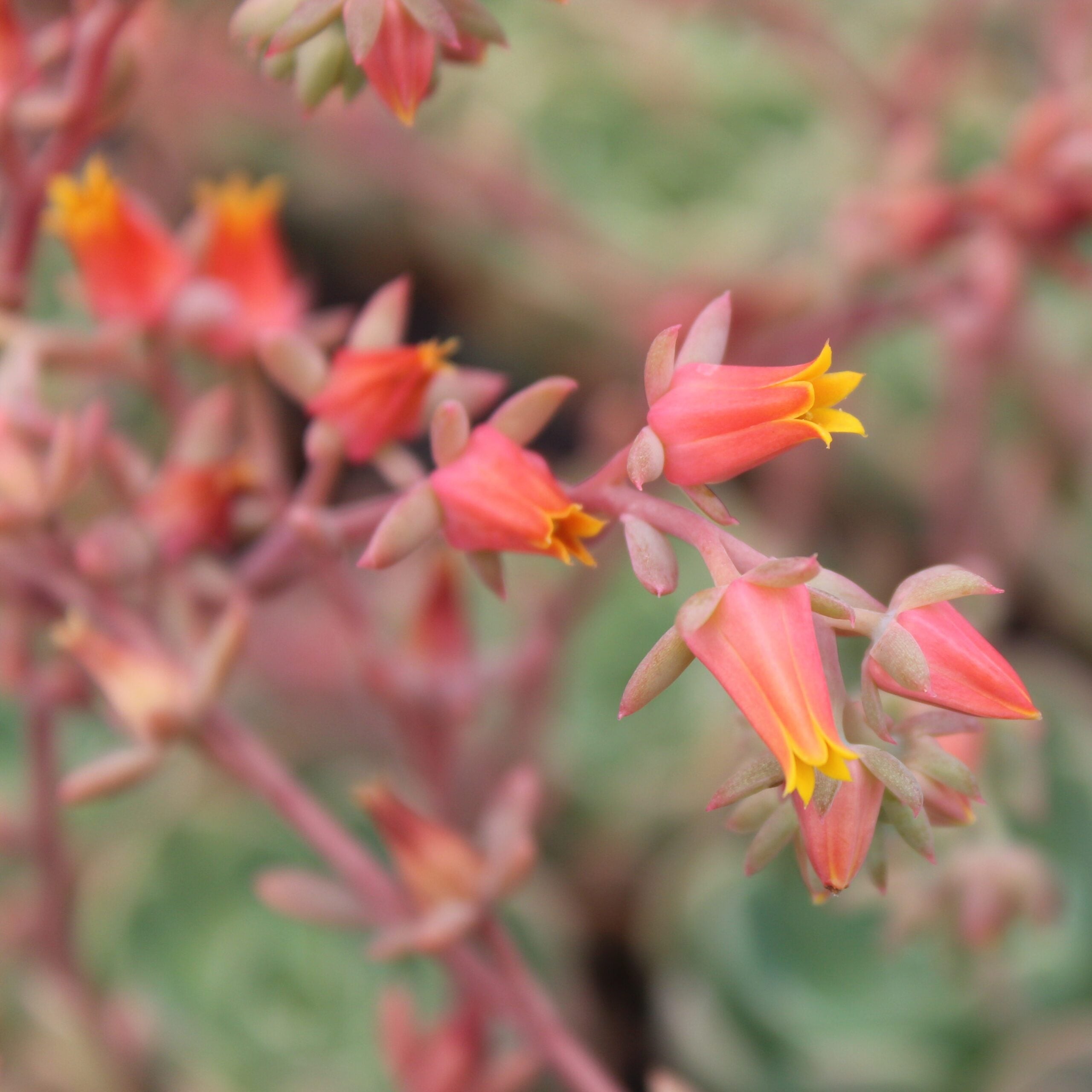 Echeveria 'Early Sunrise' (2" Pot) - Image 4