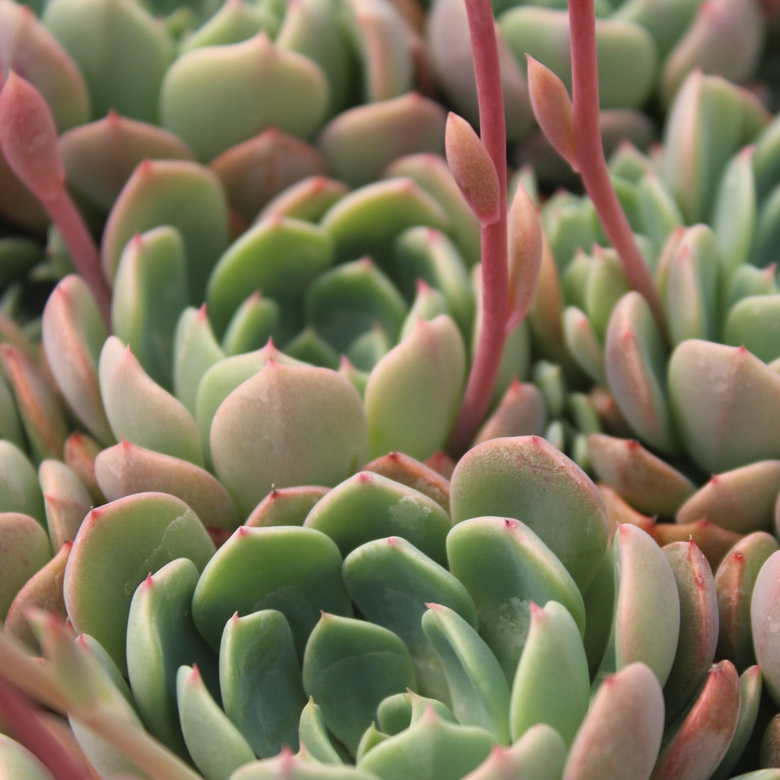 Echeveria 'Early Sunrise' (2" Pot) - Image 3