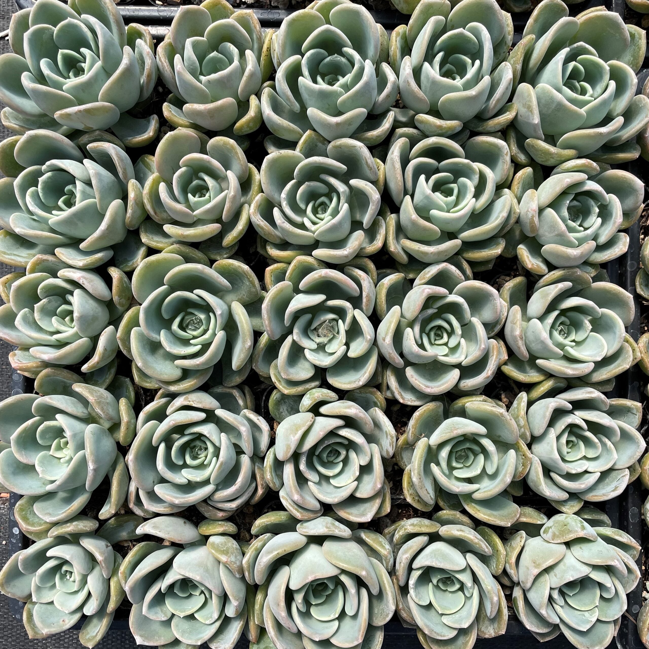 Echeveria 'Orpet' (2" Pot) - Image 3
