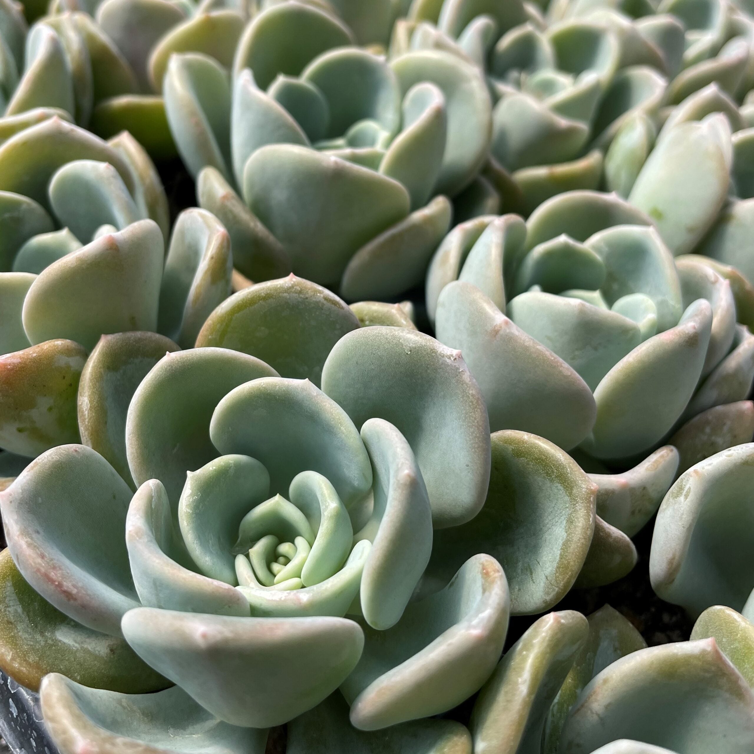 Echeveria 'Orpet' (2" Pot) - Image 2