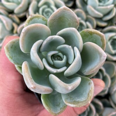 Echeveria 'Orpet' (2" Pot)