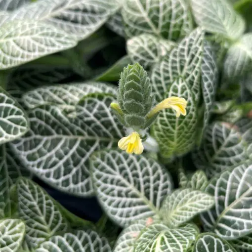 Fittonia zebrano - Nerve Plant (4.5" Pot) | Little Prince of Oregon Nursery