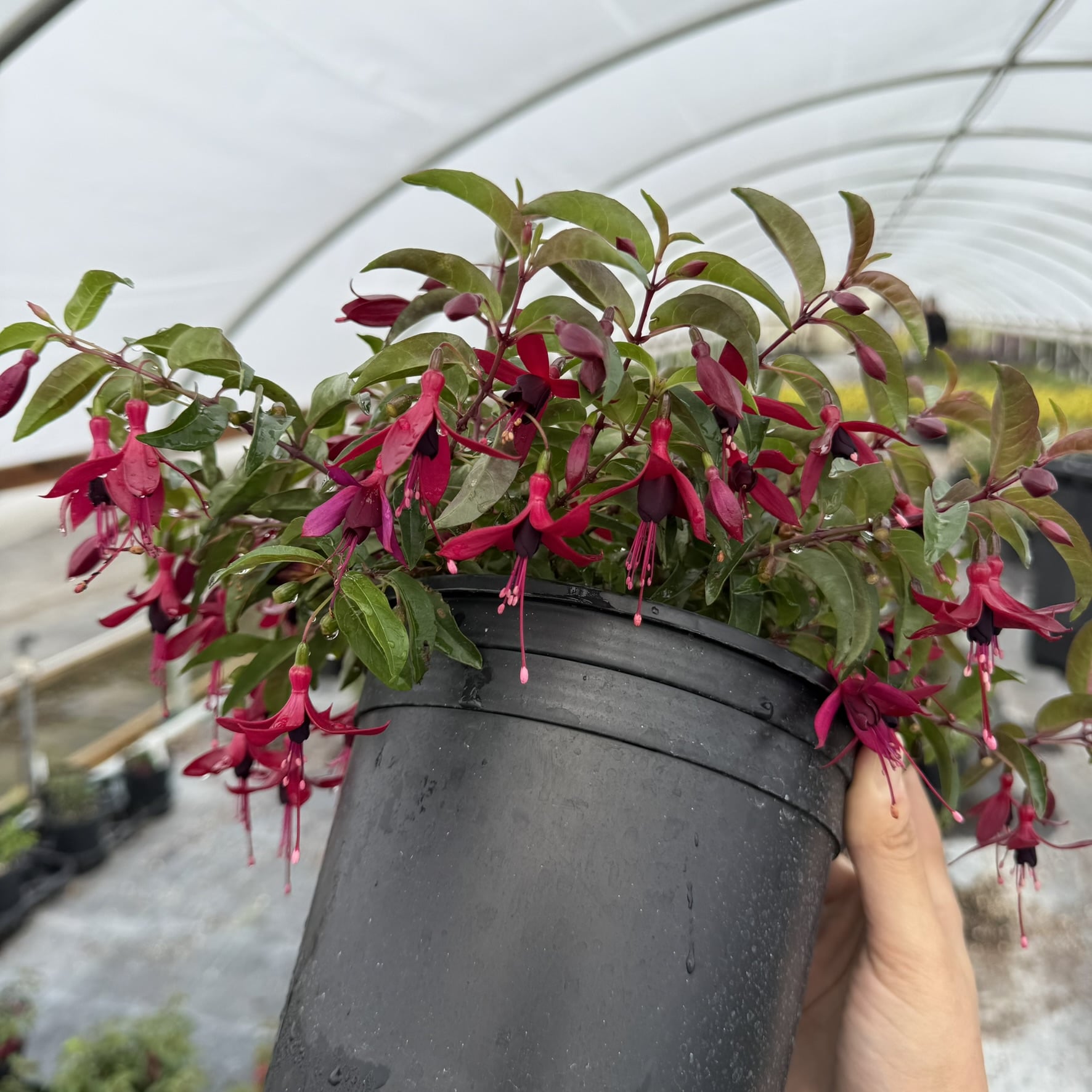 Fuchsia 'Dying Embers' - Hardy Fuchsia (#1 Round) - Image 3
